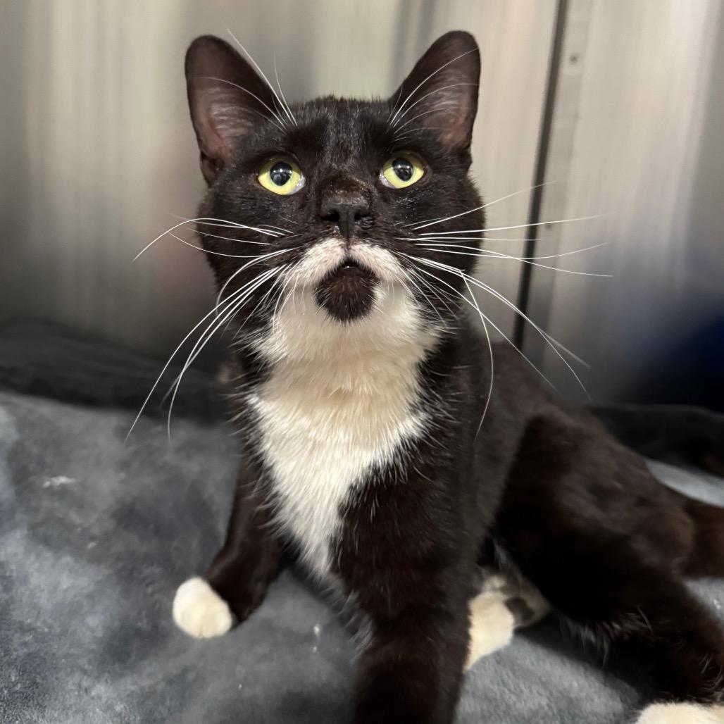 Enlarge Napoleon, a Adoptable Domestic Short Hair in Fairmont, WV image 1/1