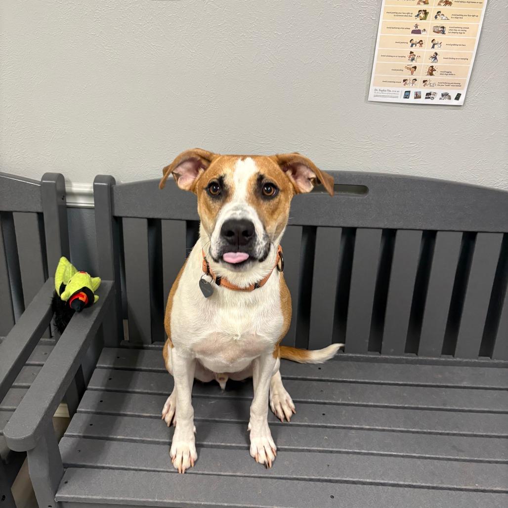 Utz 26-058, a Adoptable mixed breed in Little Rock, AR image 1/4