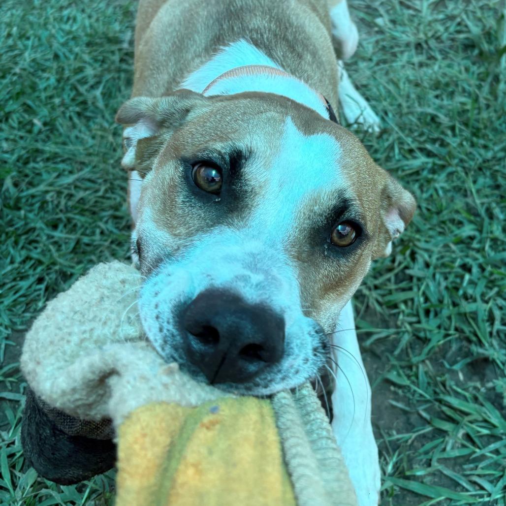 Utz 26-058, a Adoptable mixed breed in Little Rock, AR image 2/4