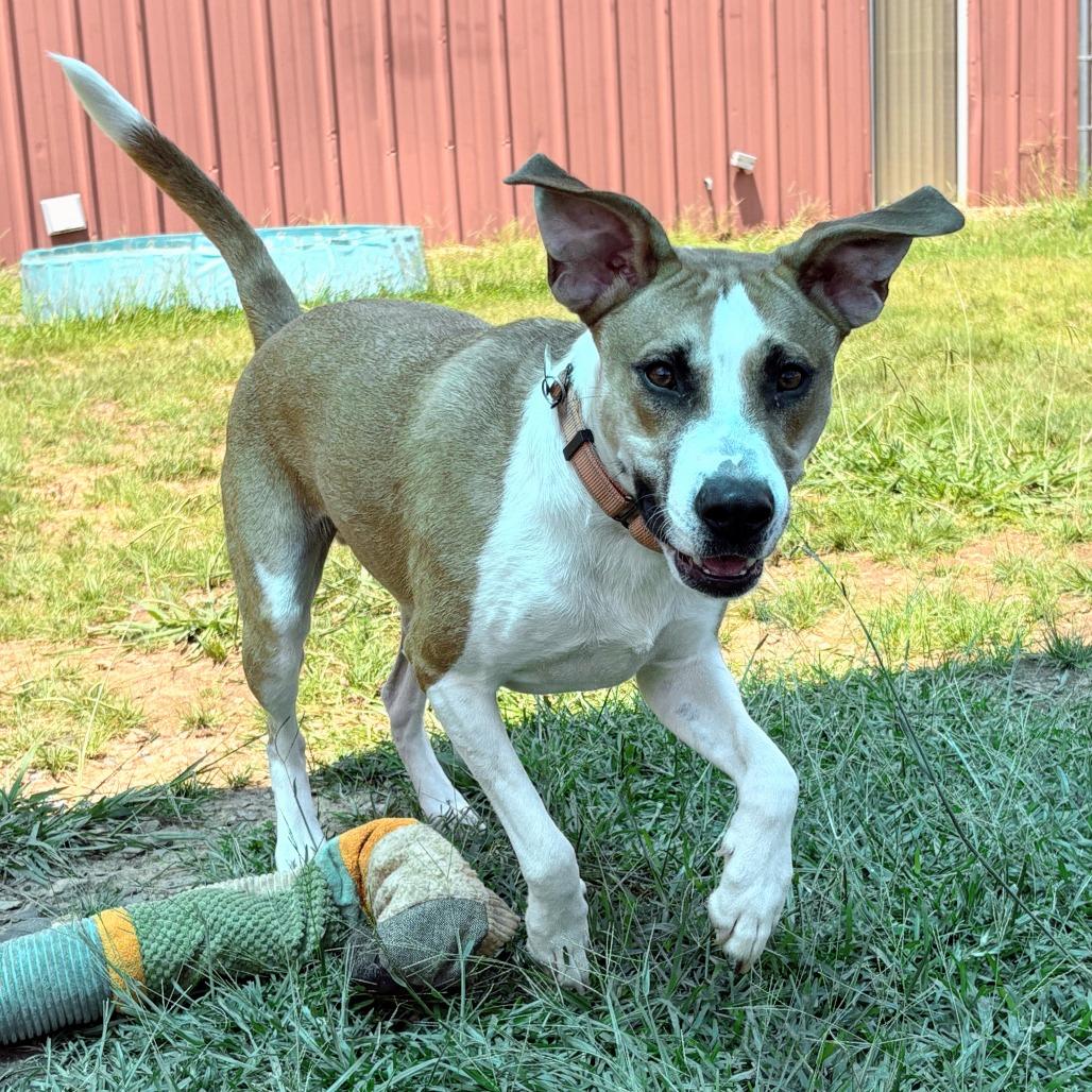 Utz 26-058, a Adoptable mixed breed in Little Rock, AR image 3/4