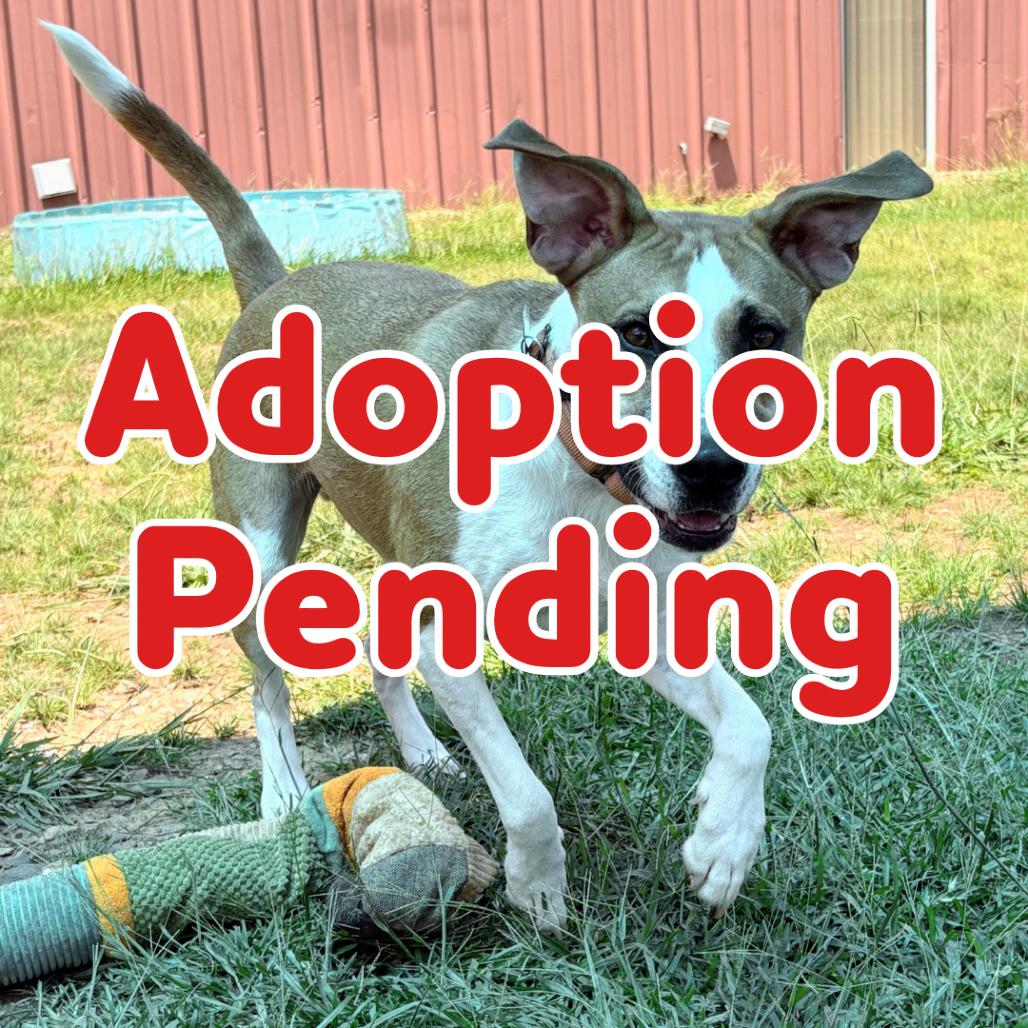 Enlarge Utz 26-058, a Adoptable mixed breed in Little Rock, AR image 1/1