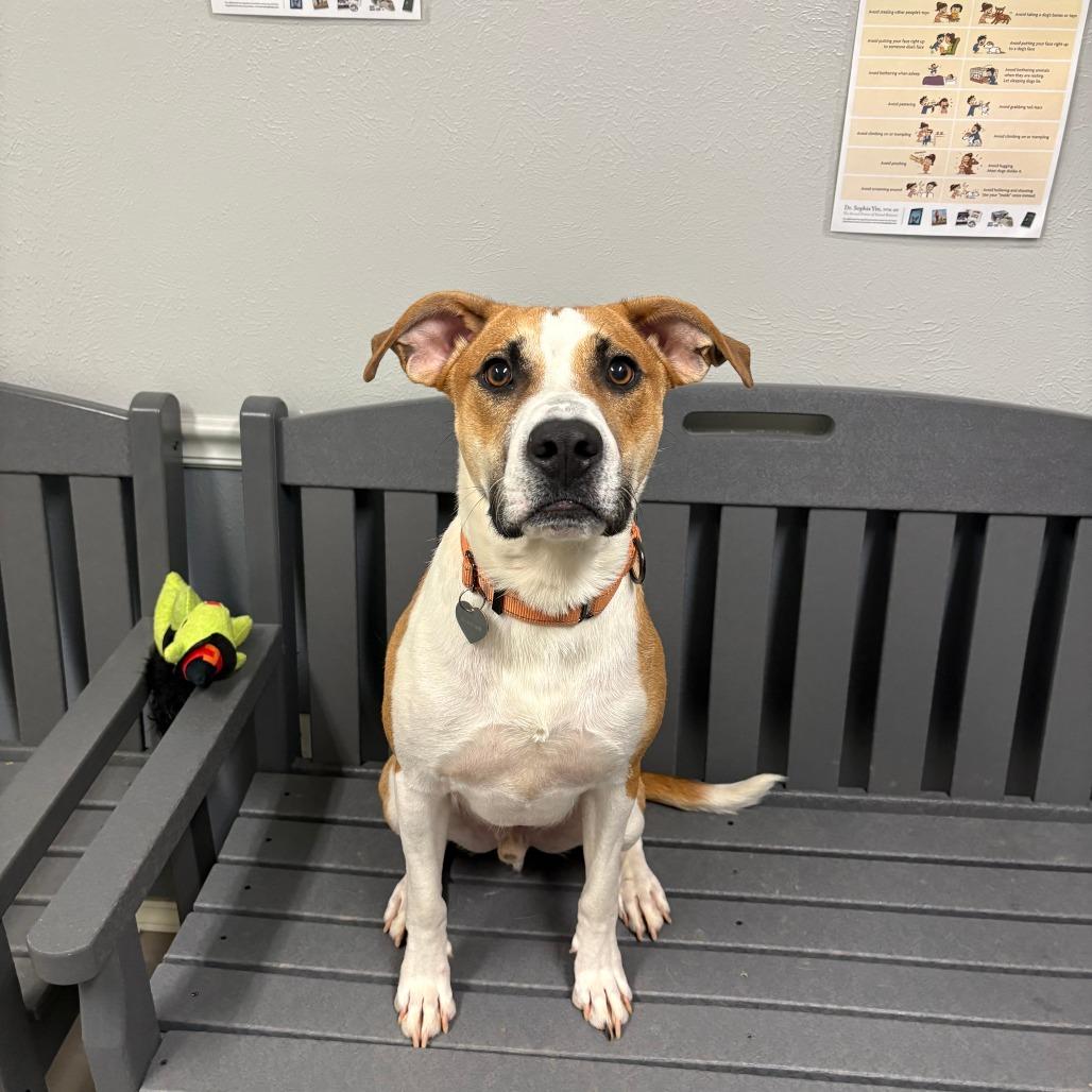 Utz 26-058, a Adoptable mixed breed in Little Rock, AR image 4/4