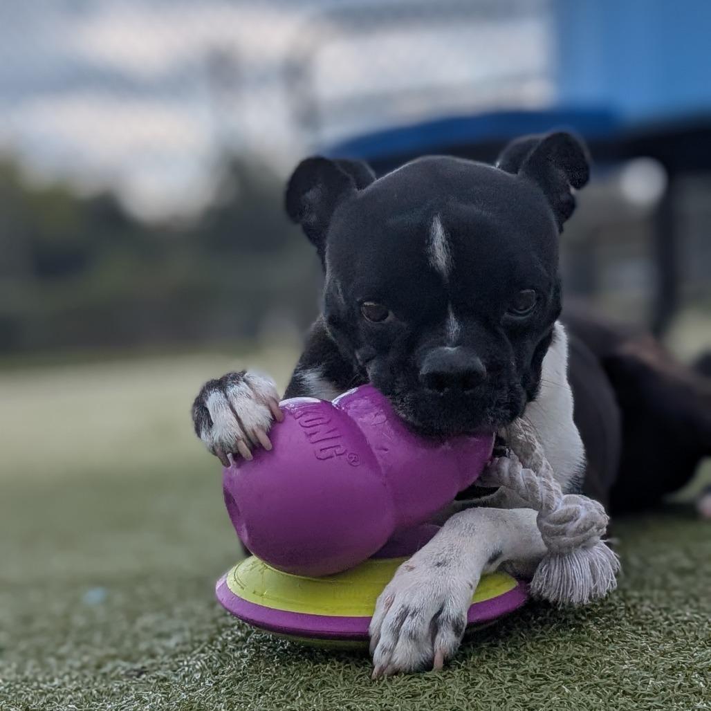 Turner, Adoptable, Adult Male Boston Terrier.