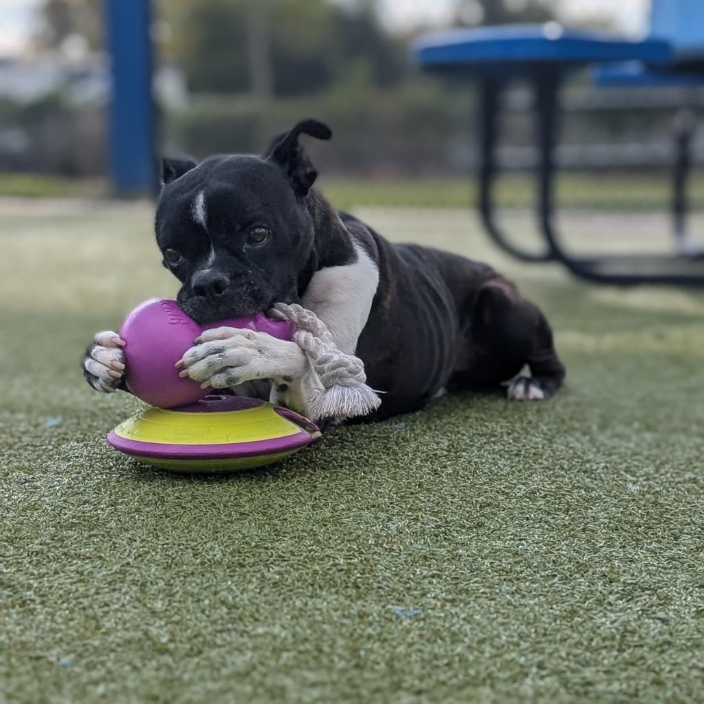 Enlarge Turner, a Adoptable mixed breed in Bryan, TX image 2/5