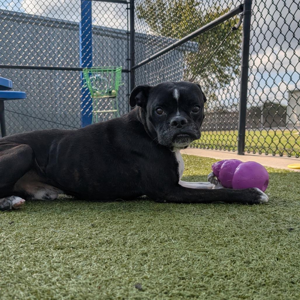 Enlarge Turner, a Adoptable mixed breed in Bryan, TX image 3/5