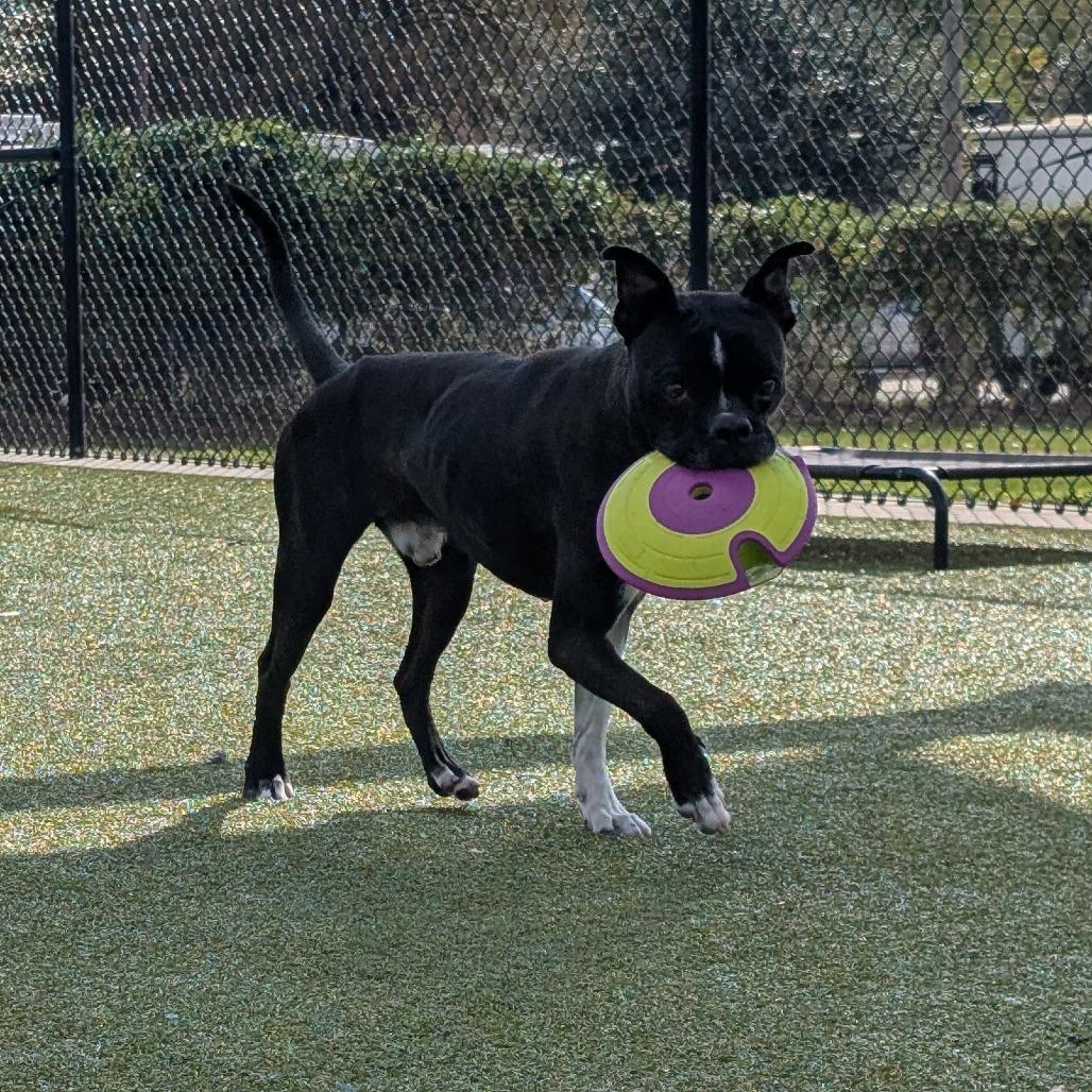 Enlarge Turner, a Adoptable mixed breed in Bryan, TX image 4/5