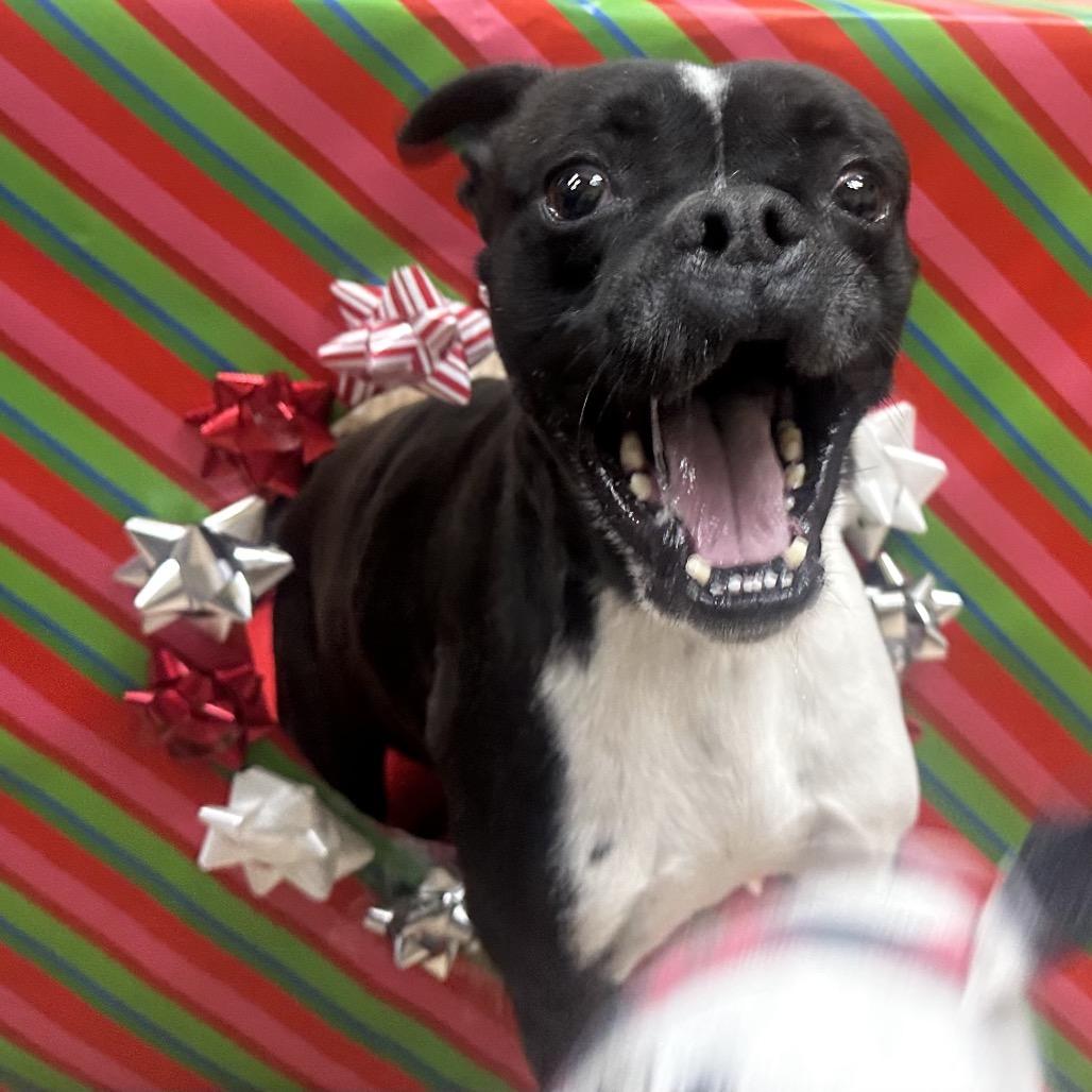 Enlarge Turner, a Adoptable mixed breed in Bryan, TX image 5/5