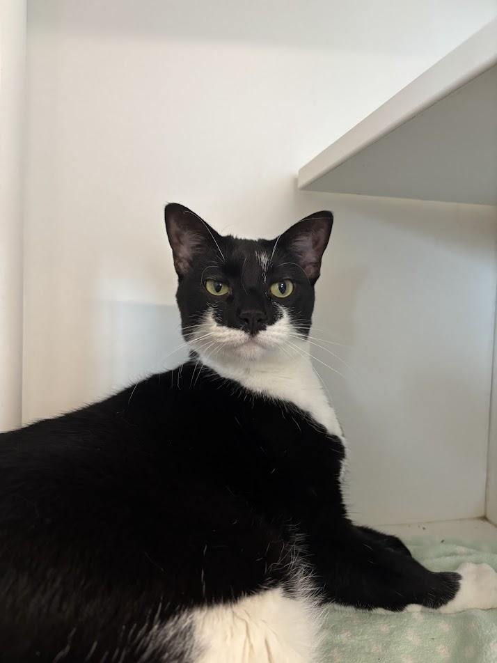 Isabella, ADOPTABLE, Adult Female Domestic Short Hair.