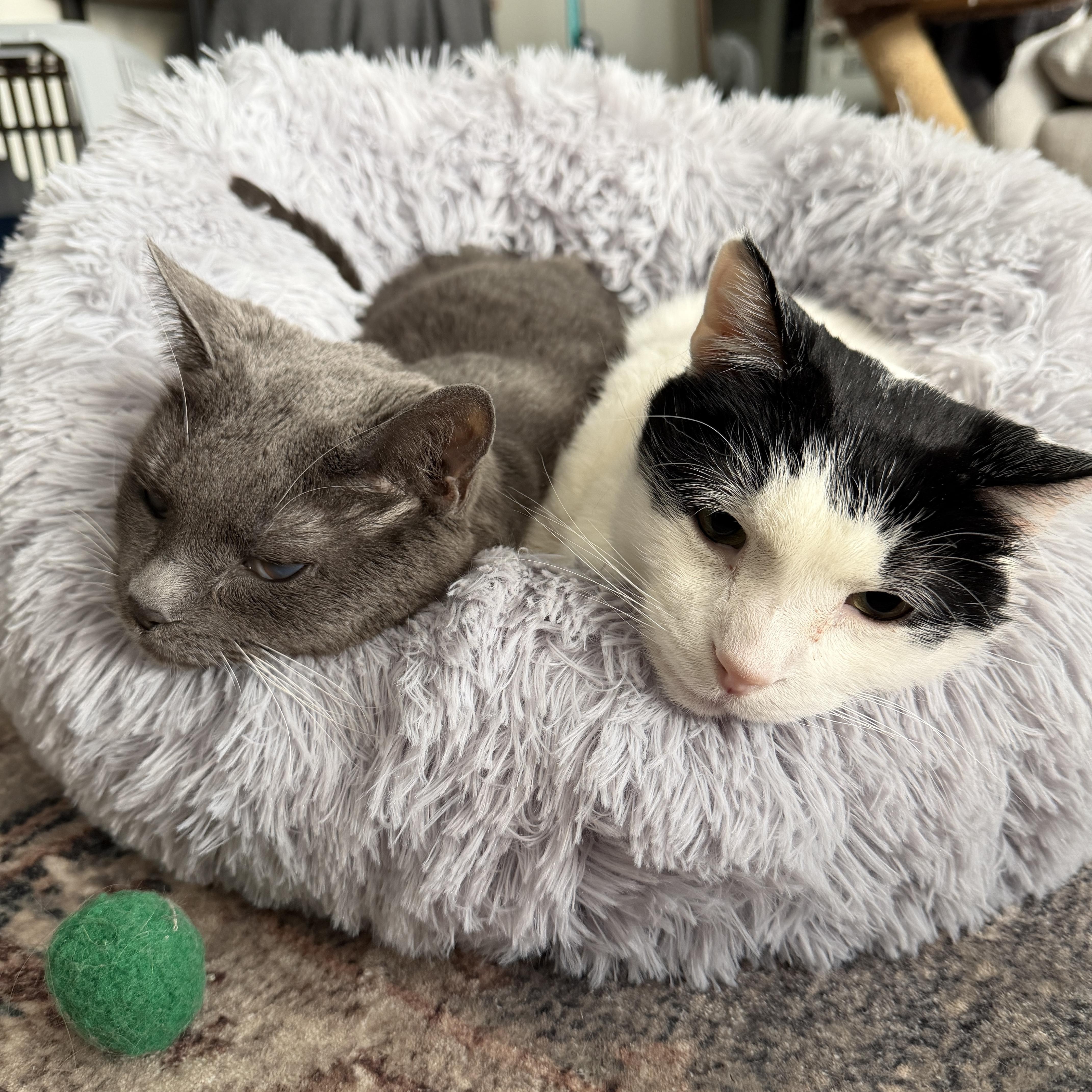 Enlarge Jacque, a ADOPTABLE Domestic Short Hair in Chicago, IL image 2/3