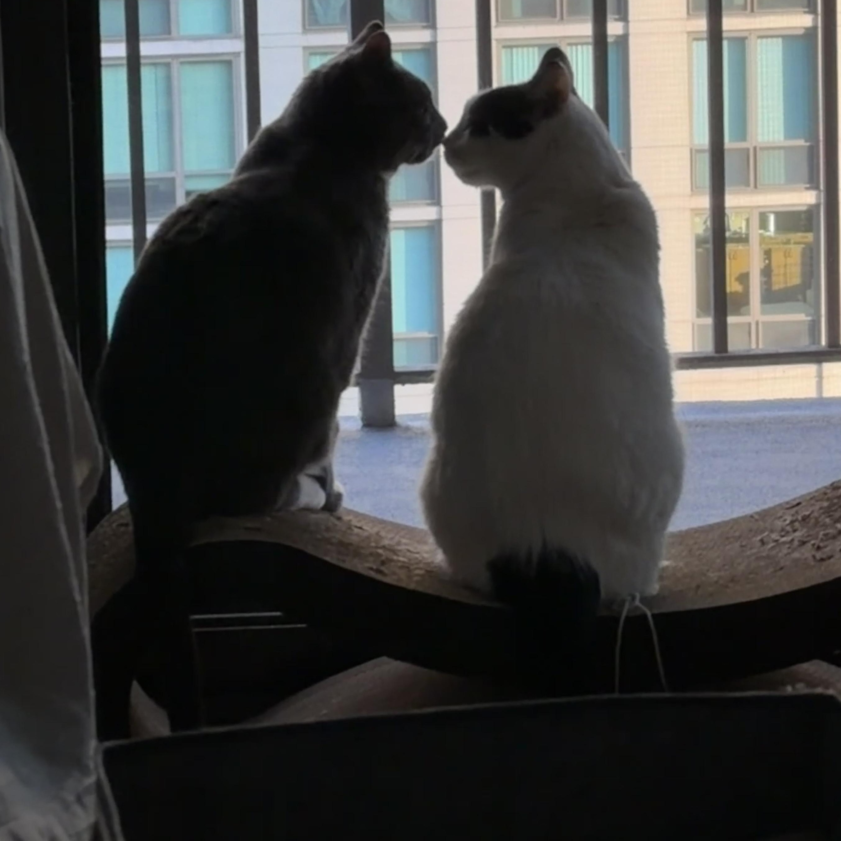 Enlarge Jacque, a ADOPTABLE Domestic Short Hair in Chicago, IL image 3/3