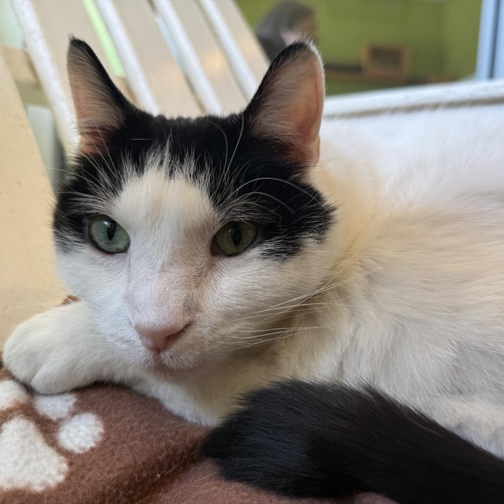 Enlarge Jacque, a ADOPTABLE Domestic Short Hair in Chicago, IL image 1/3