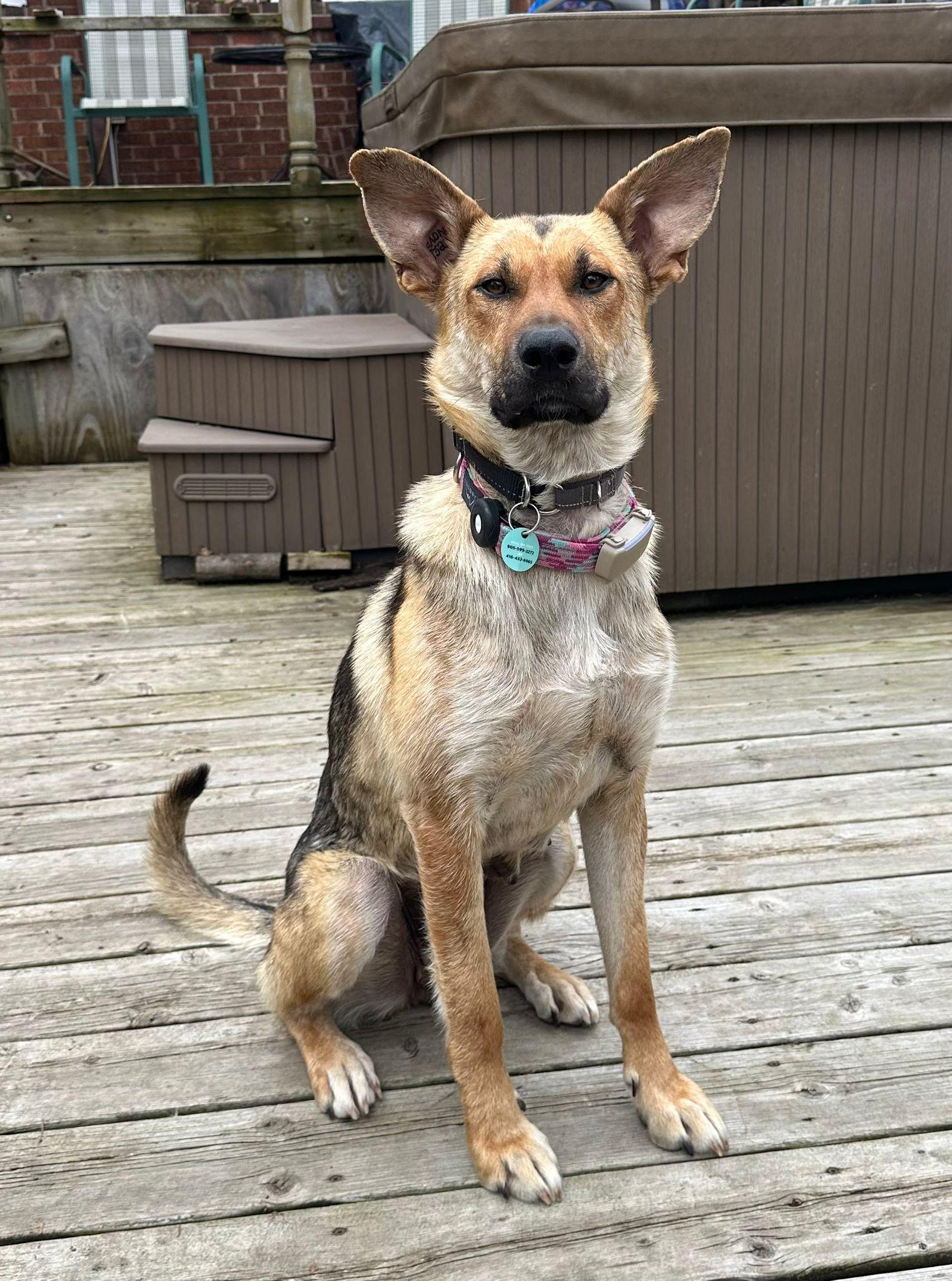 Sury, Adoptable, Adult Female German Shepherd Dog & Labrador Retriever.