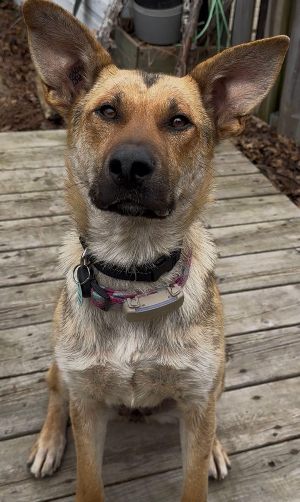 Enlarge Sury, a Adoptable mixed breed in Erin, ON image 2/6