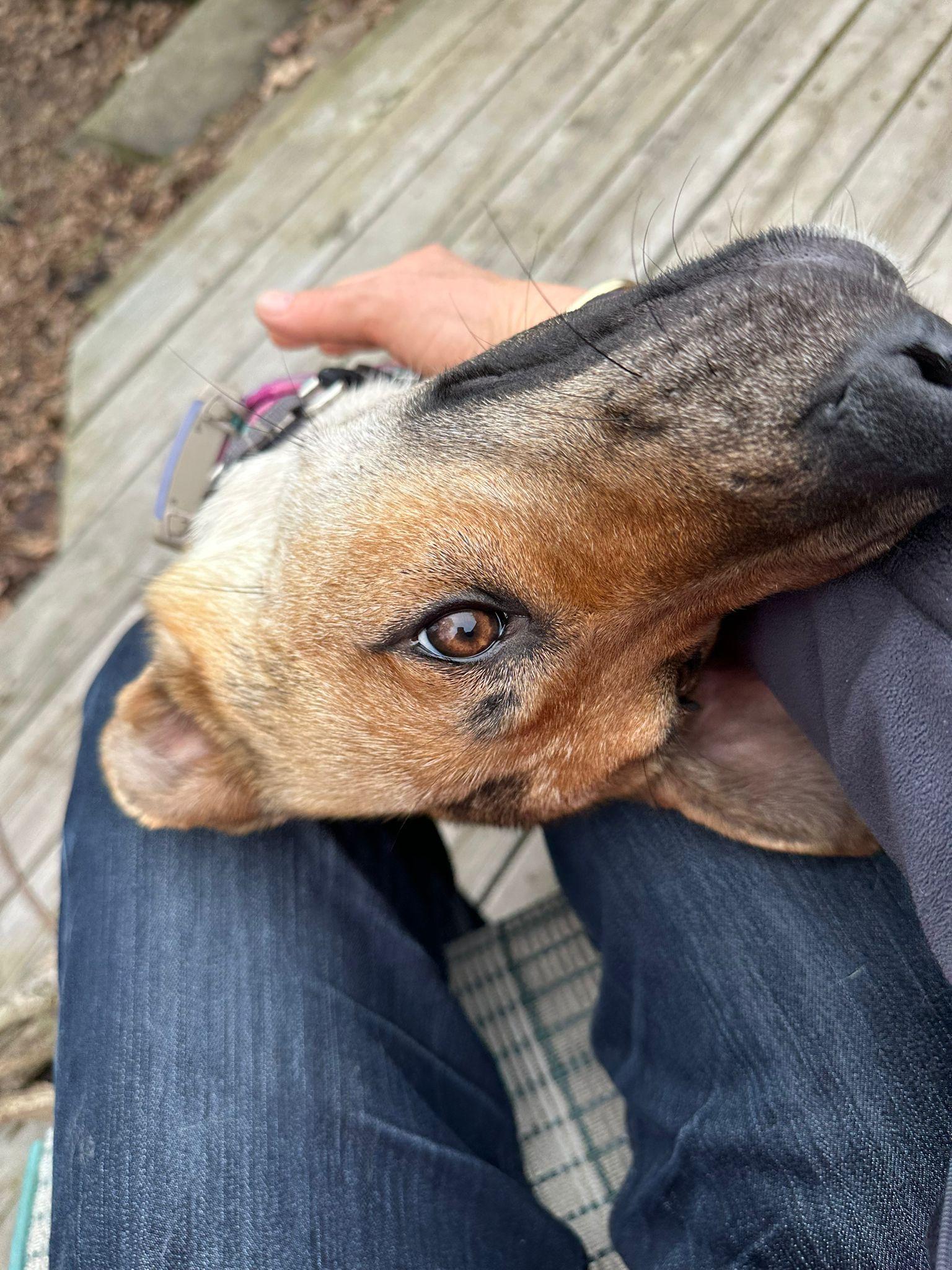 Enlarge Sury, a Adoptable mixed breed in Erin, ON image 3/6