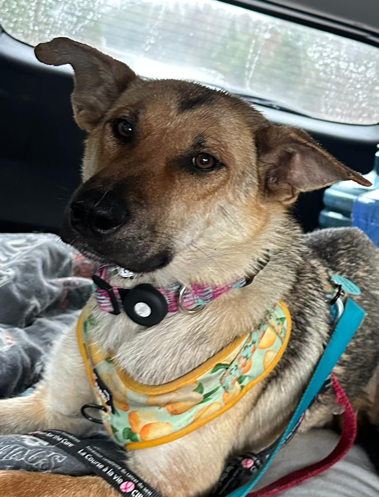 Enlarge Sury, a Adoptable mixed breed in Erin, ON image 4/6
