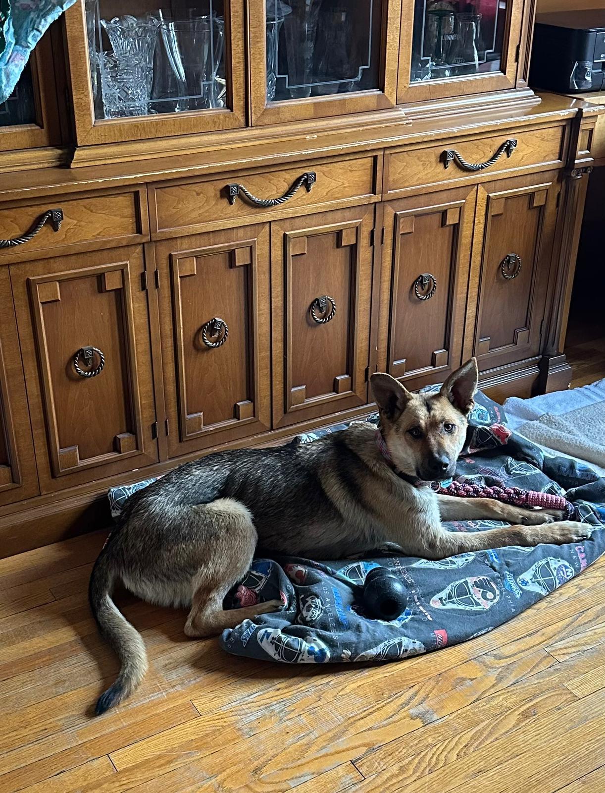 Enlarge Sury, a Adoptable mixed breed in Erin, ON image 5/6