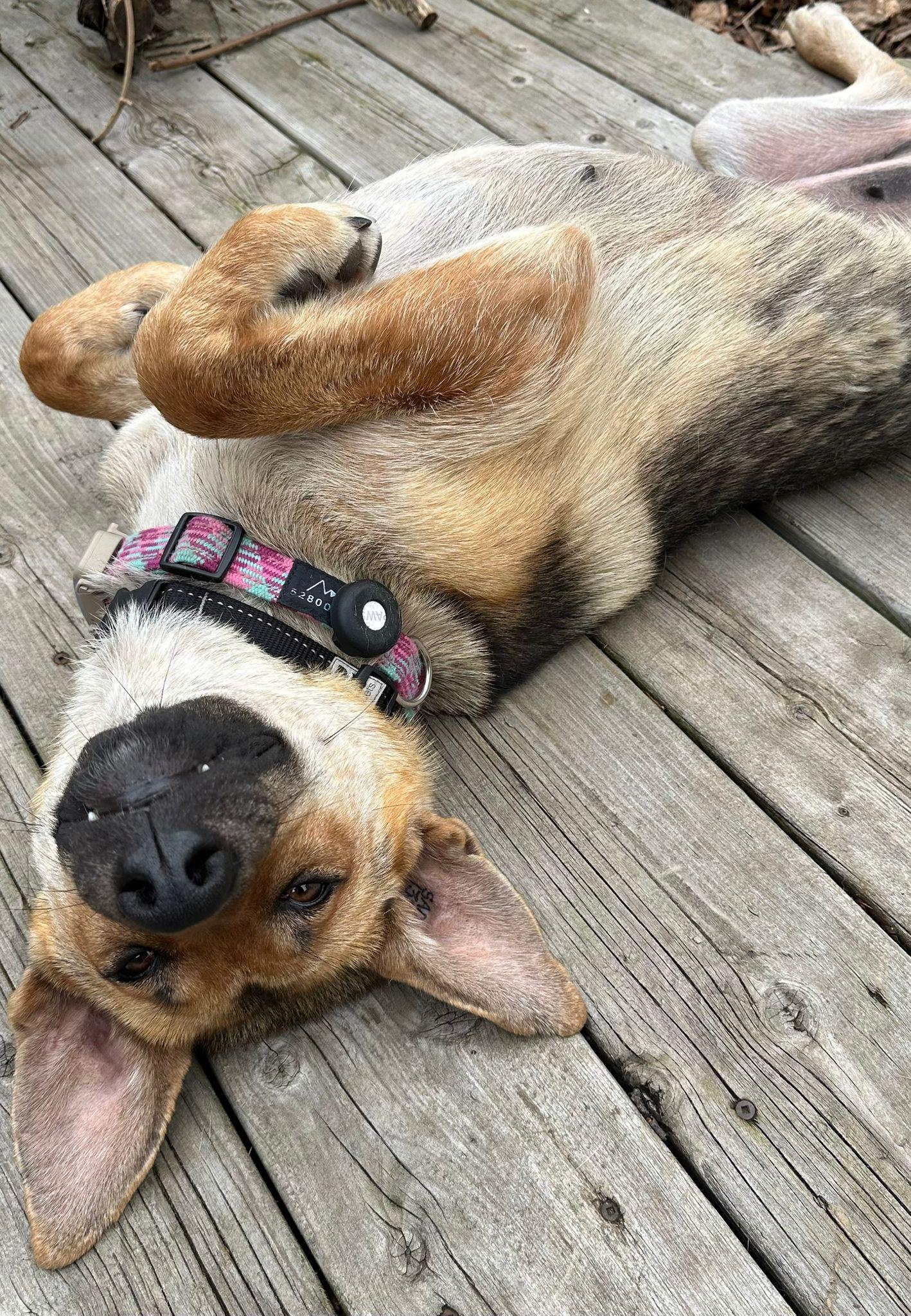 Enlarge Sury, a Adoptable mixed breed in Erin, ON image 6/6