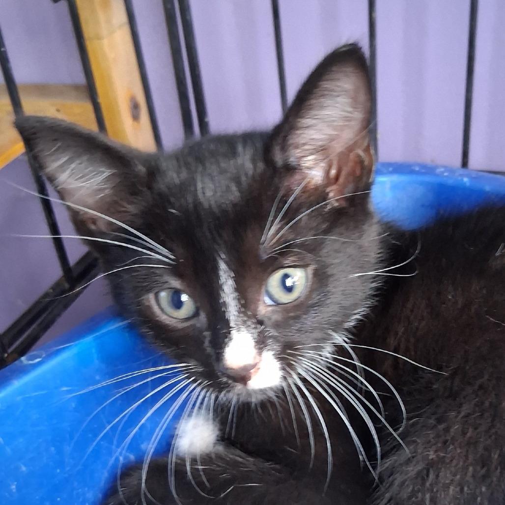 Enlarge Victor, a Adoptable Domestic Short Hair in Volcano, HI image 1/1