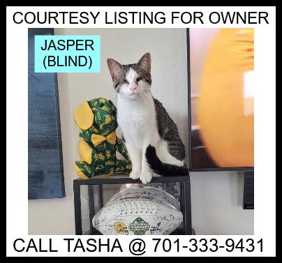 Jasper - COURTESY LISTING, ADOPTABLE, Adult Female Domestic Short Hair.