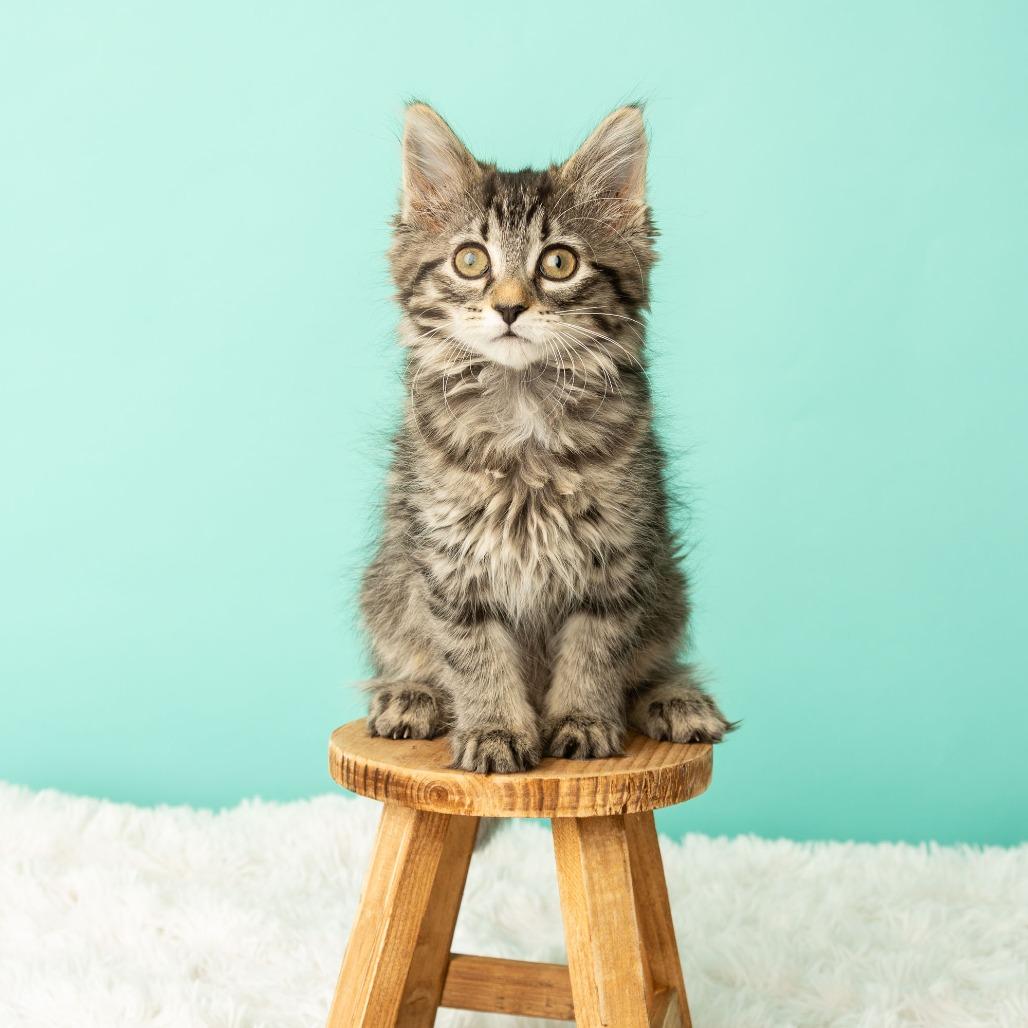 Appletini, Adoptable, Kitten Female Domestic Medium Hair.