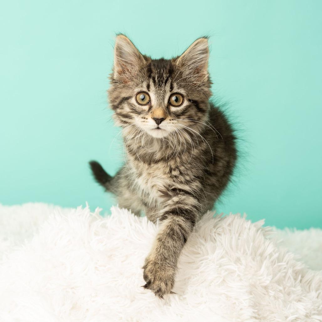 Appletini, a Adoptable Domestic Medium Hair in St. Paul, MN image 2/6