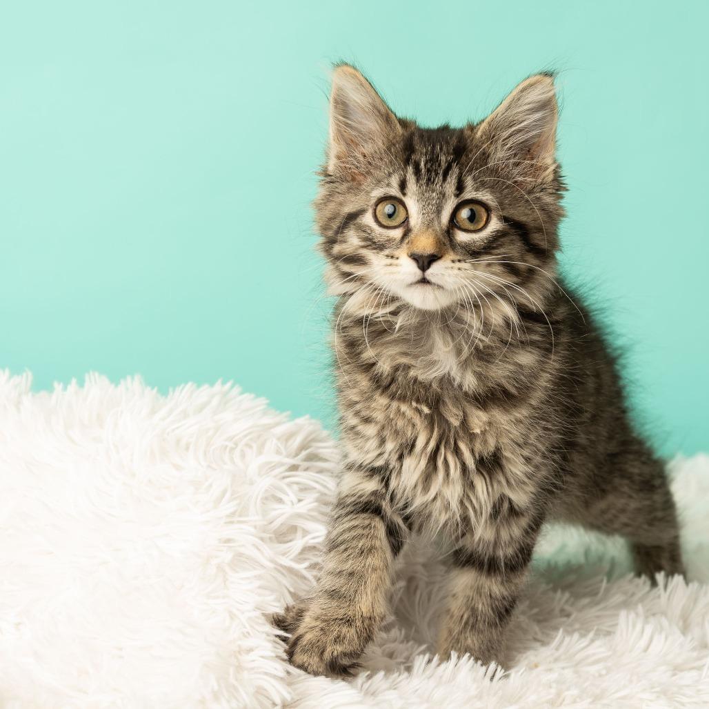 Appletini, a Adoptable Domestic Medium Hair in St. Paul, MN image 3/6