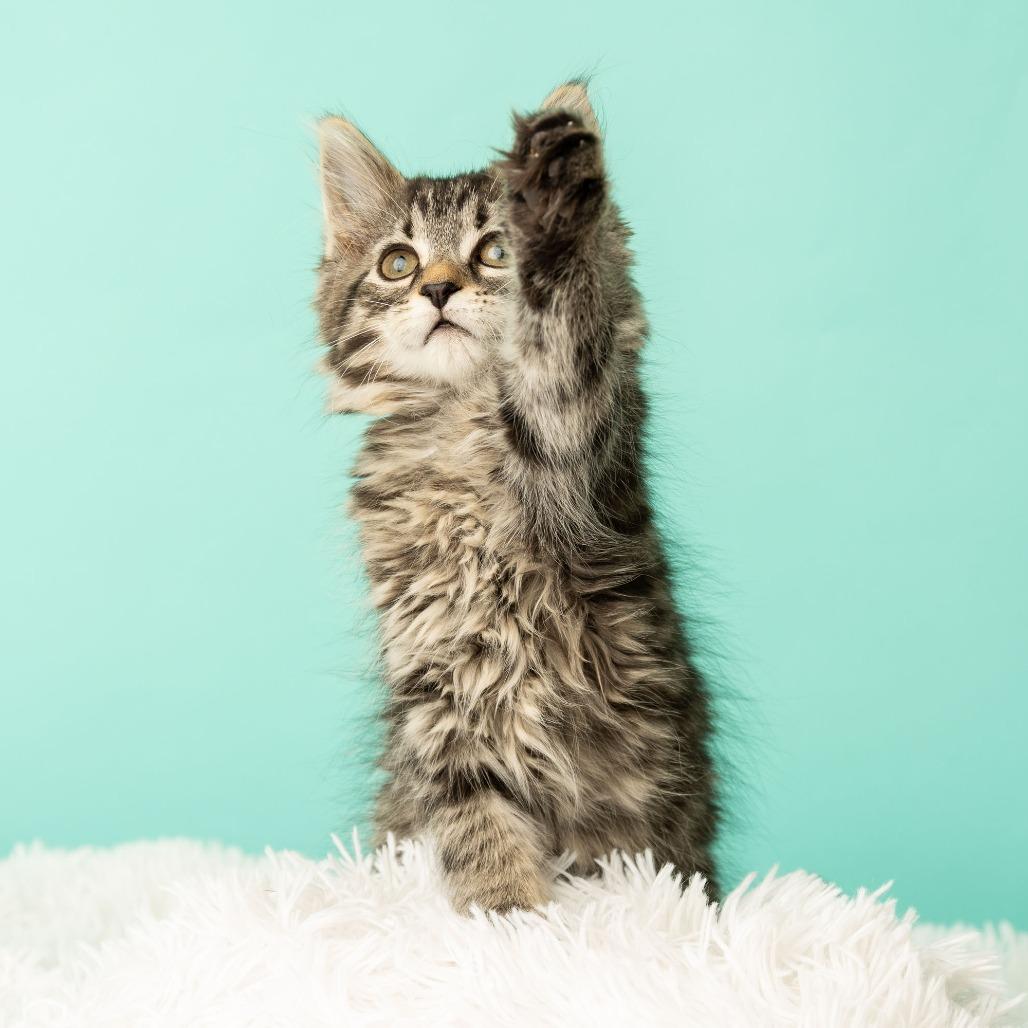 Appletini, a Adoptable Domestic Medium Hair in St. Paul, MN image 4/6