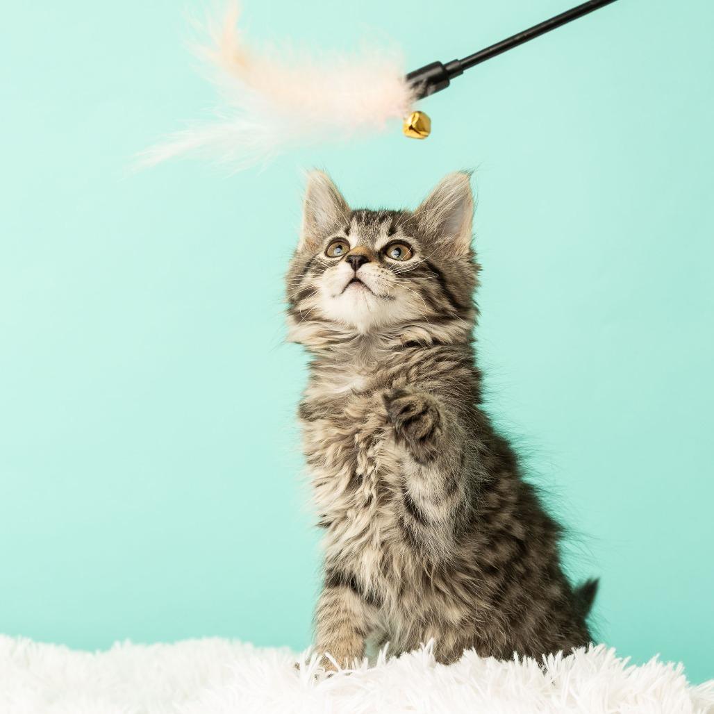 Appletini, a Adoptable Domestic Medium Hair in St. Paul, MN image 5/6