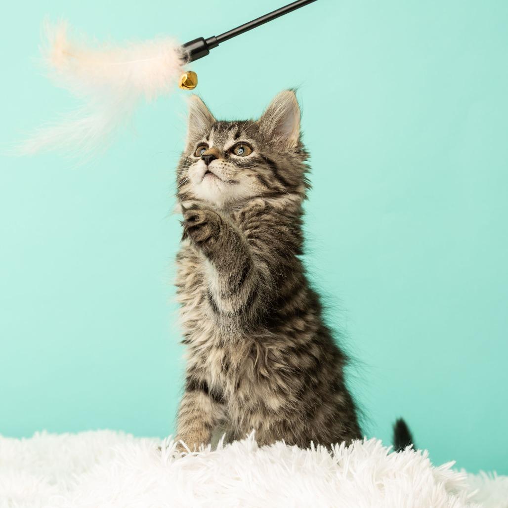 Appletini, a Adoptable Domestic Medium Hair in St. Paul, MN image 6/6