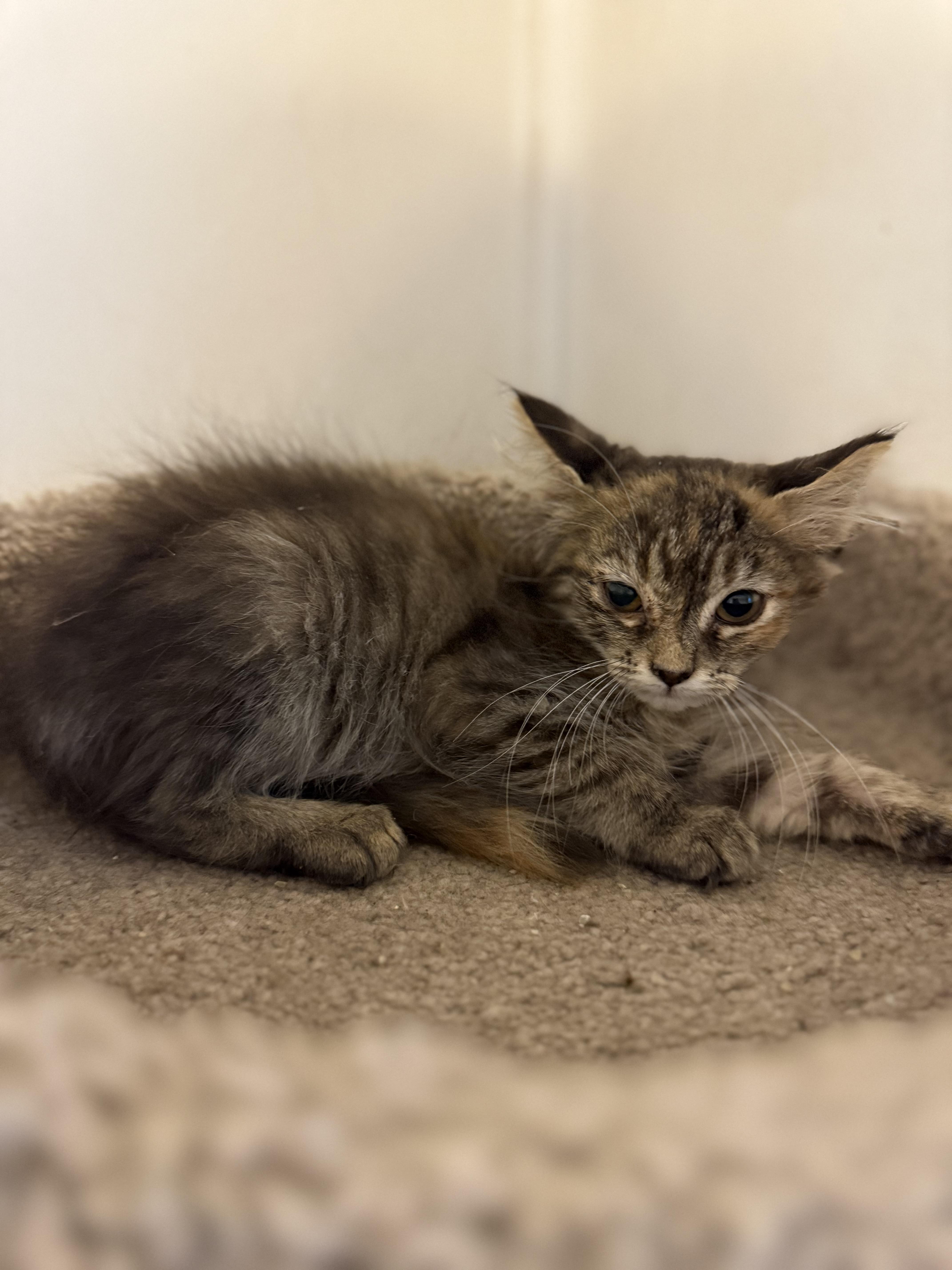 Flutters, an adoptable Dilute Calico, Tabby in Snyder, TX, 79550 | Photo Image 1