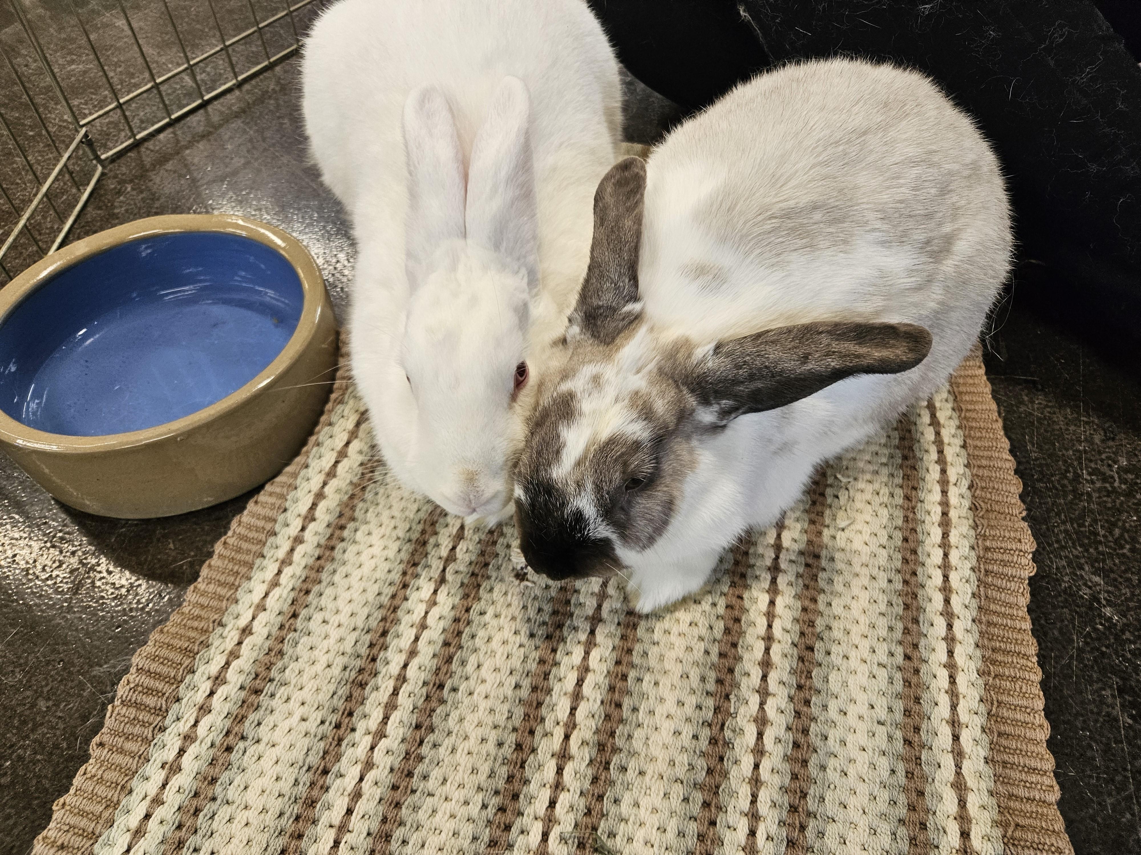Enlarge S'mores & Casper, a ADOPTABLE American in Lee's Summit, MO image 3/3