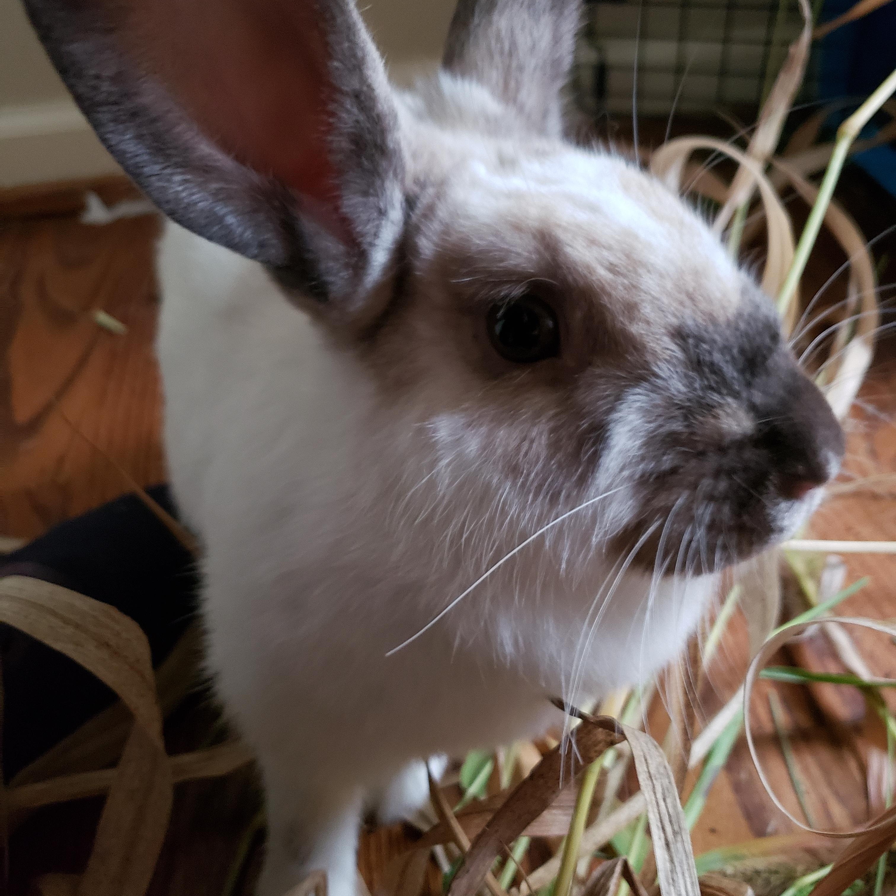 Enlarge S'mores, a ADOPTABLE American in Lee's Summit, MO image 2/3