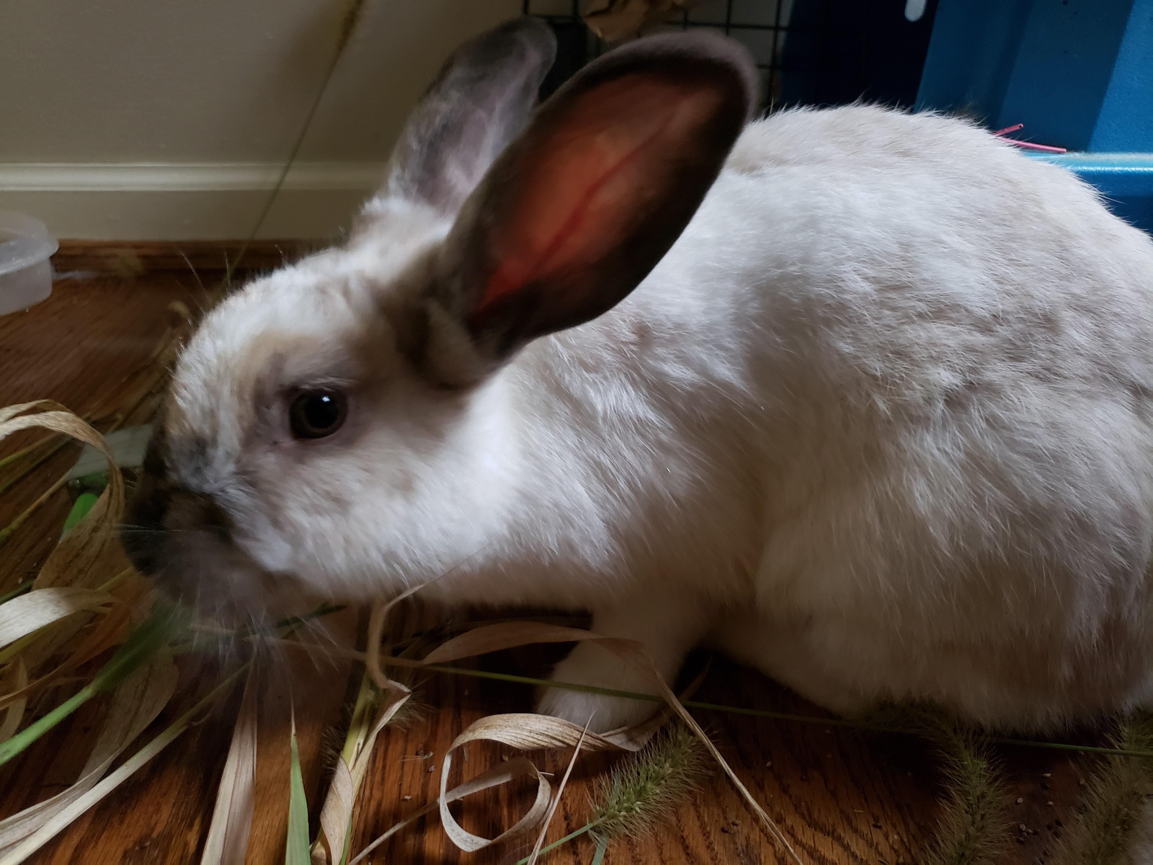Enlarge S'mores, a ADOPTABLE American in Lee's Summit, MO image 1/3