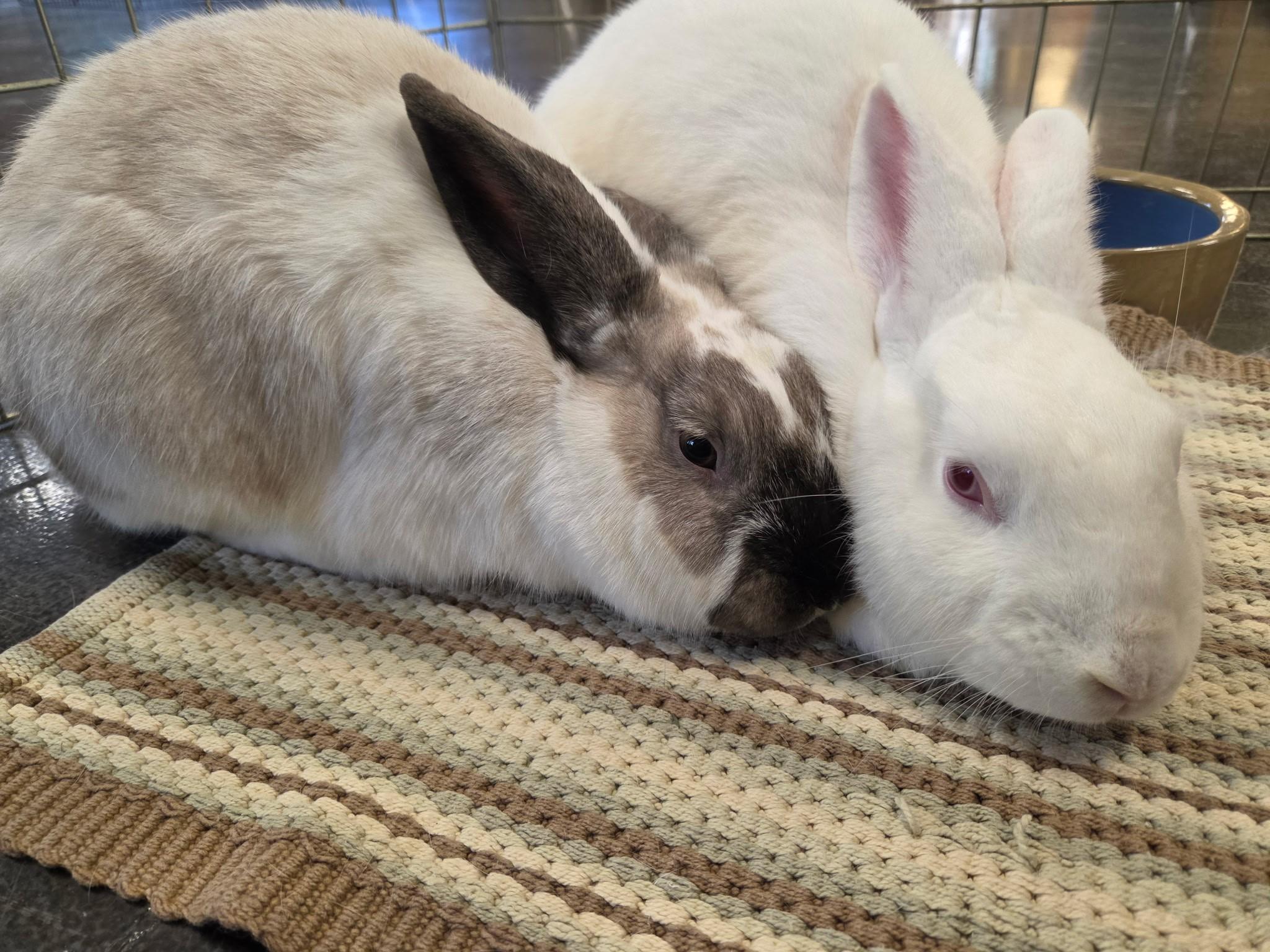 S'mores & Casper, ADOPTABLE, Adult Female American.