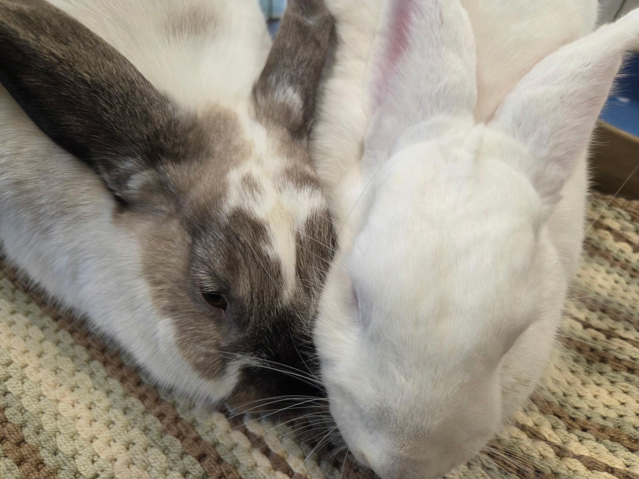Enlarge S'mores & Casper, a ADOPTABLE American in Lee's Summit, MO image 2/3
