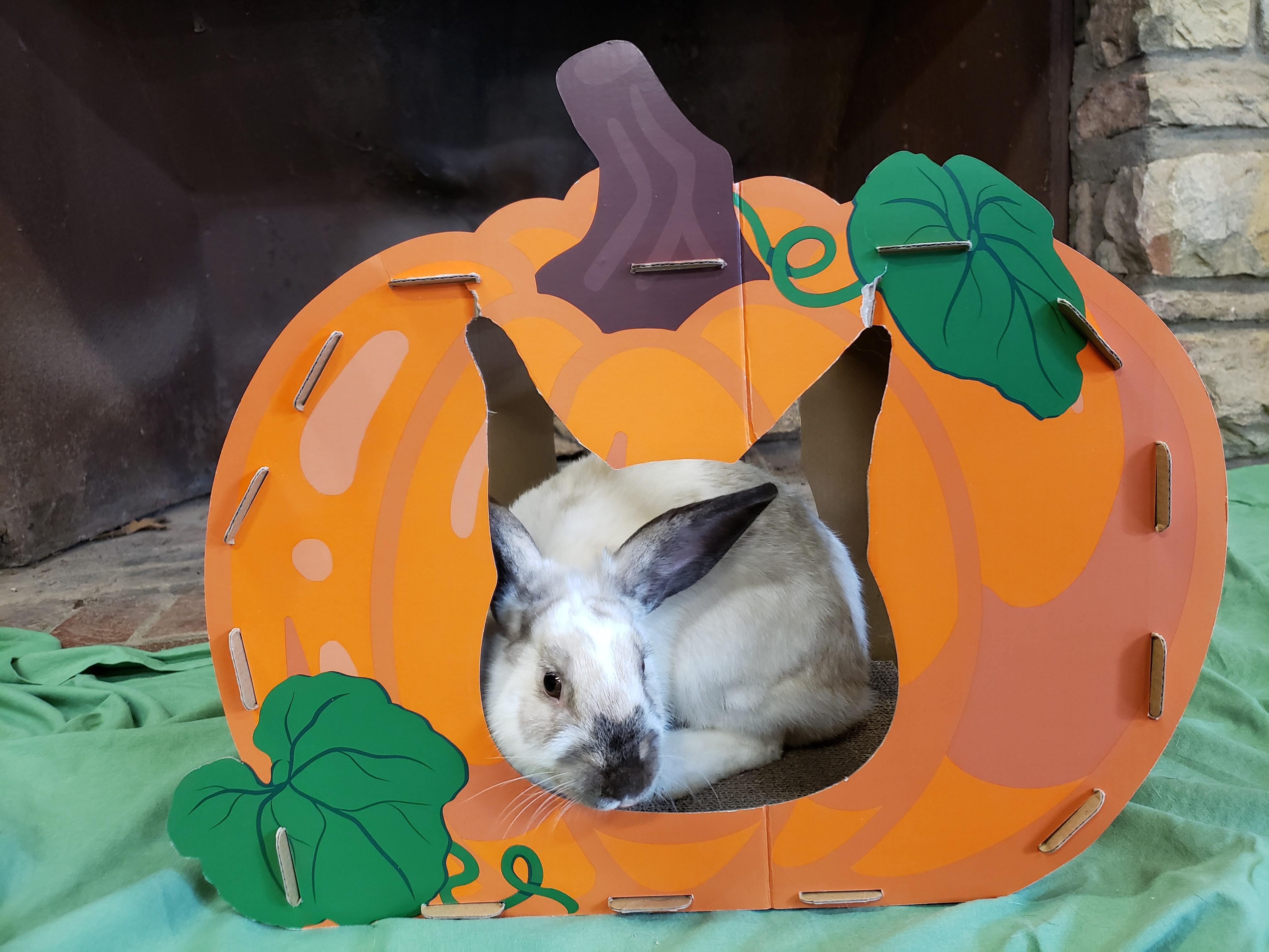 Enlarge S'mores, a ADOPTABLE American in Lee's Summit, MO image 3/3