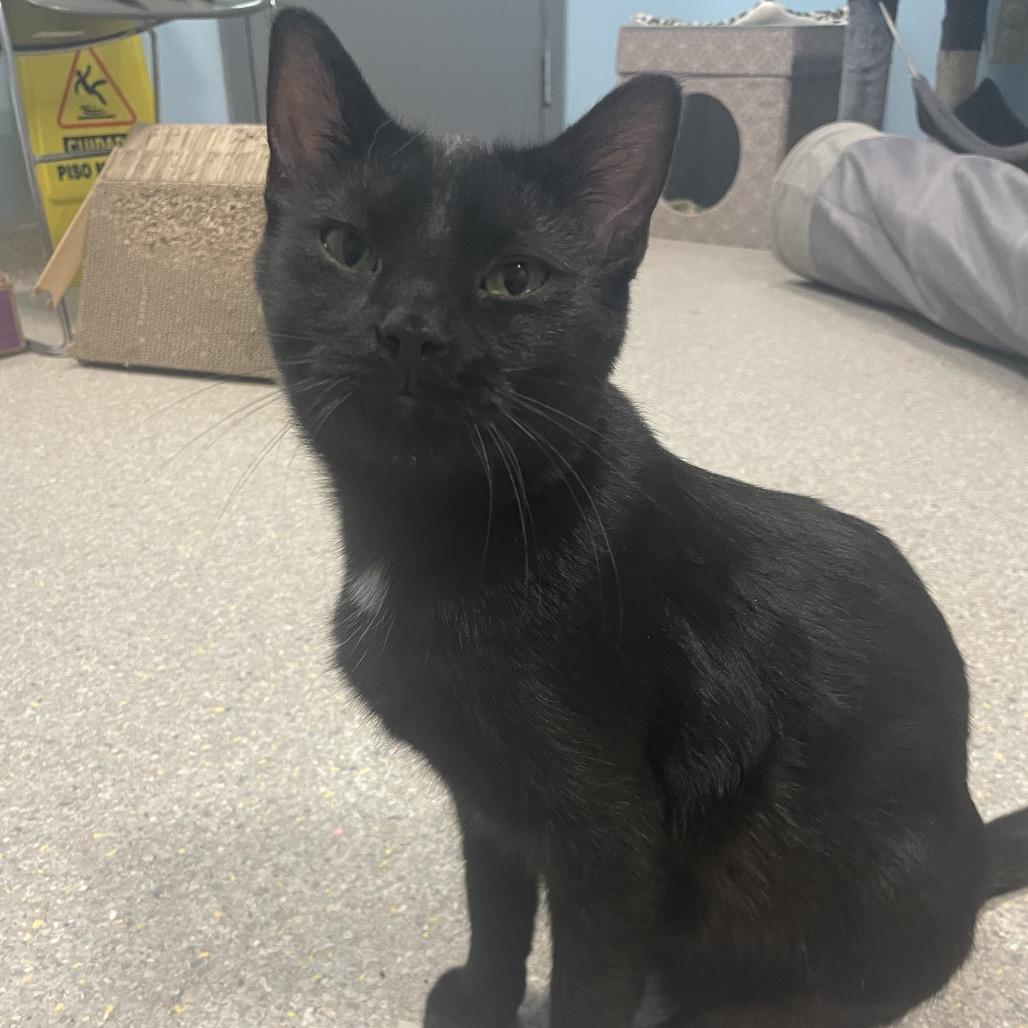 No Vacancy, Adoptable, Young Female Domestic Short Hair.