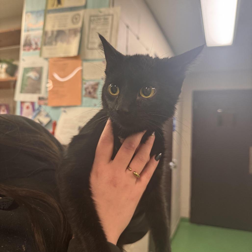 No Vacancy, Adoptable, Young Female Domestic Short Hair.