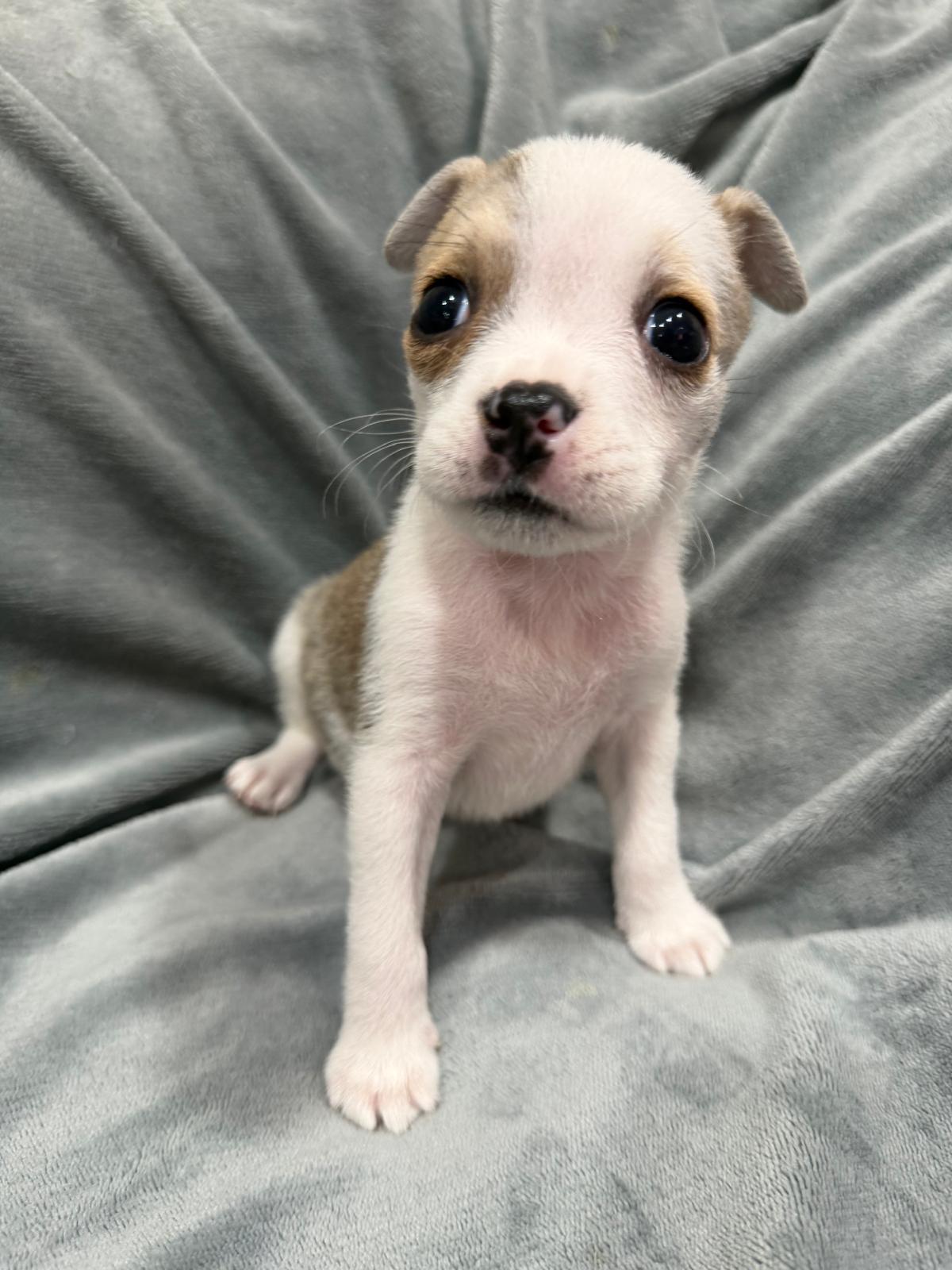 Enlarge Birdie, a Adoptable mixed breed in Melbourne , FL image 3/3