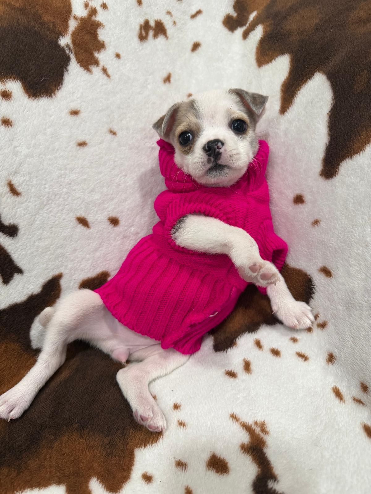 Enlarge Birdie, a Adoptable mixed breed in Melbourne , FL image 2/3