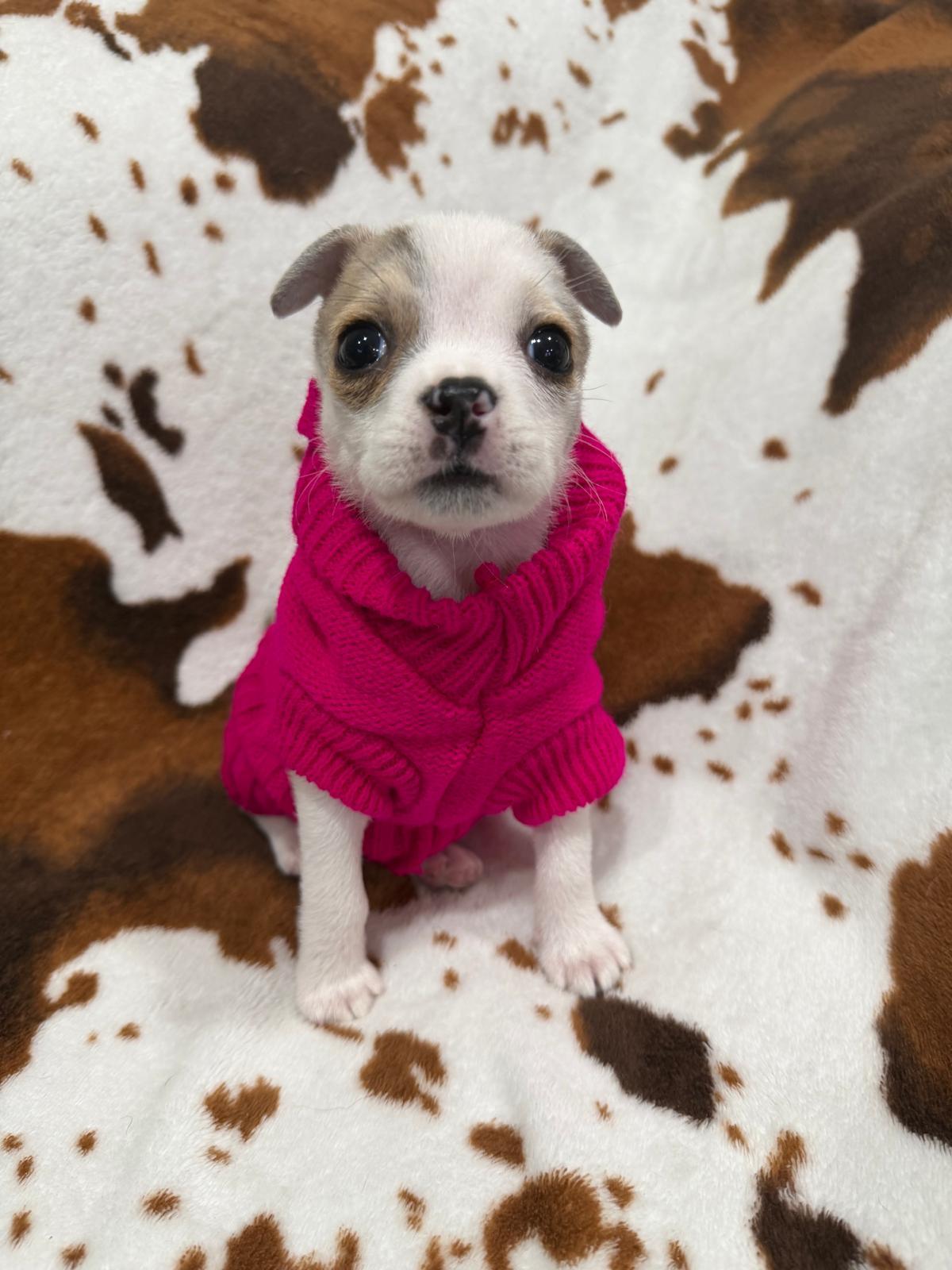 Enlarge Birdie, a Adoptable mixed breed in Melbourne , FL image 1/3