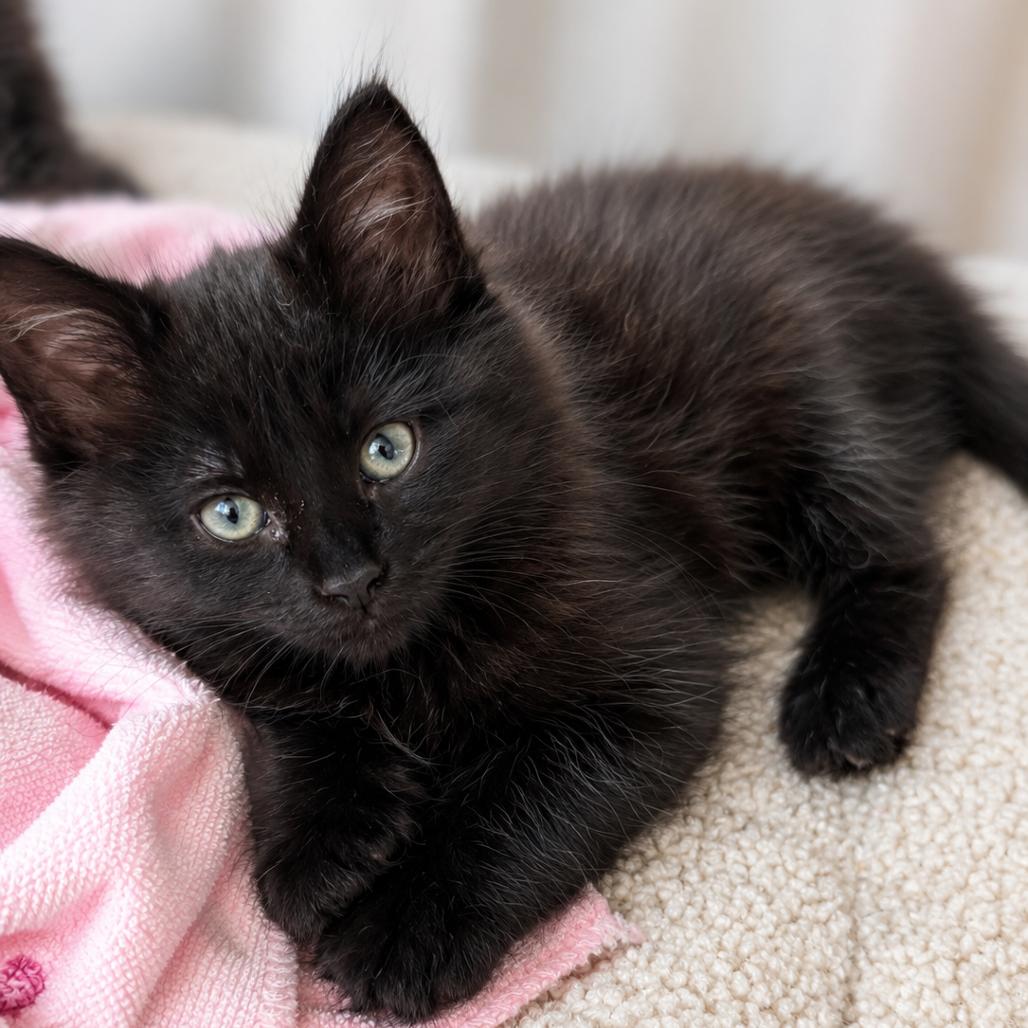 Savannah (White Collar), Adoptable, Kitten Female Domestic Long Hair & Domestic Long Hair.