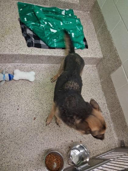 Diamond Mae, Adoptable, Senior Female German Shepherd Dog & Mixed Breed.