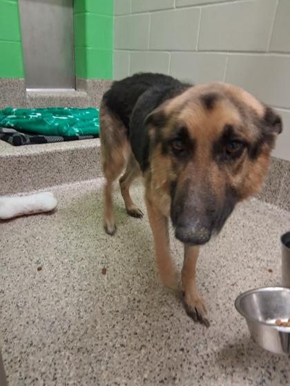 Enlarge Diamond Mae, a Adoptable mixed breed in Gray, LA image 2/2