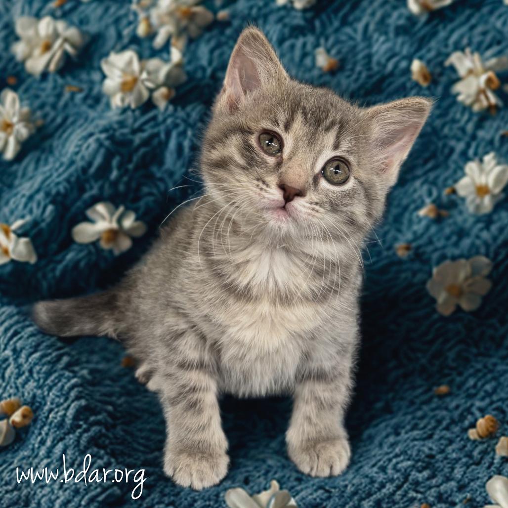 Luna, Adoptable, Kitten Female Domestic Short Hair.