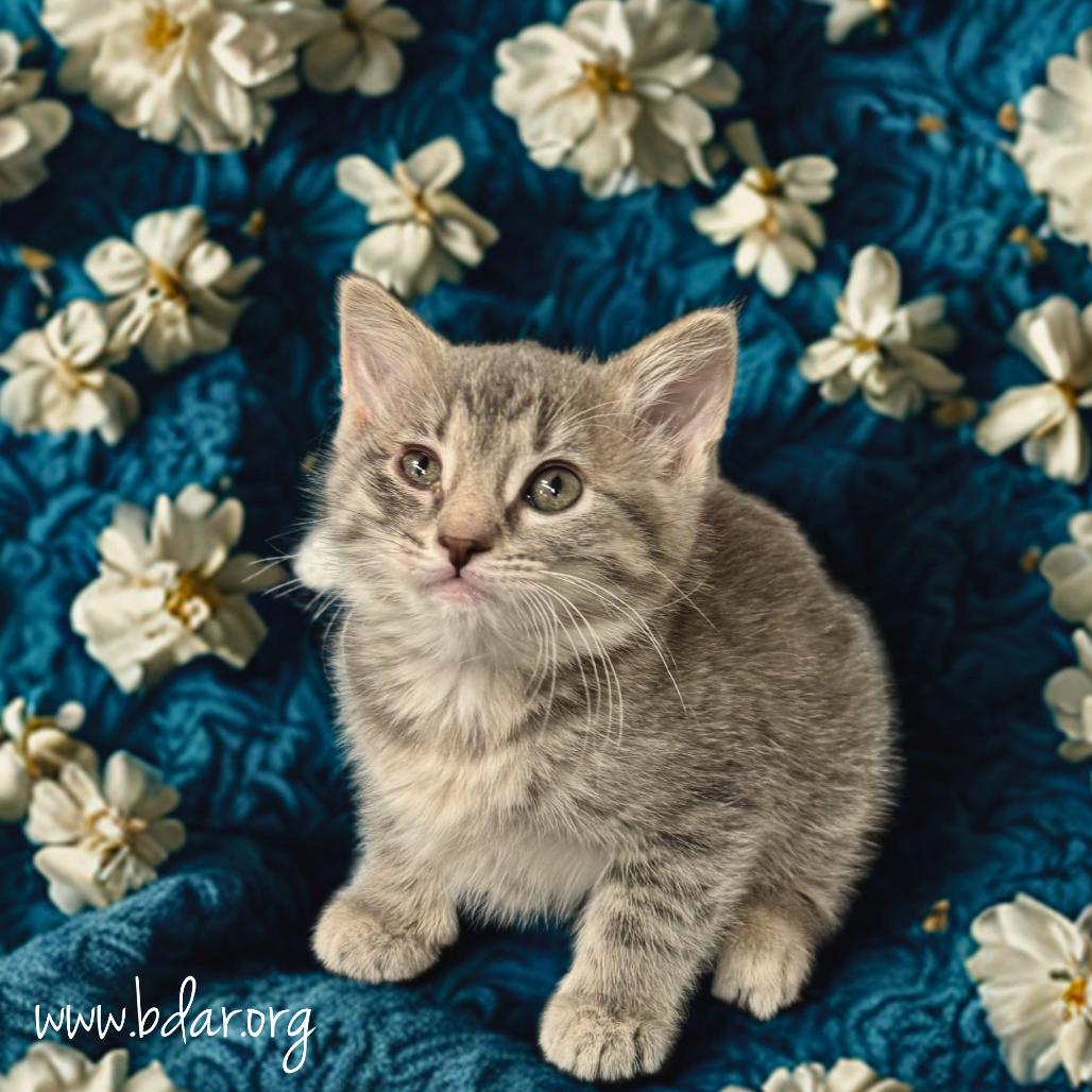 Luna, a Adoptable Domestic Short Hair in Cheyenne, WY image 2/2