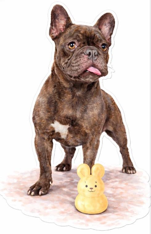 Harley, ADOPTABLE, Adult Female French Bulldog.