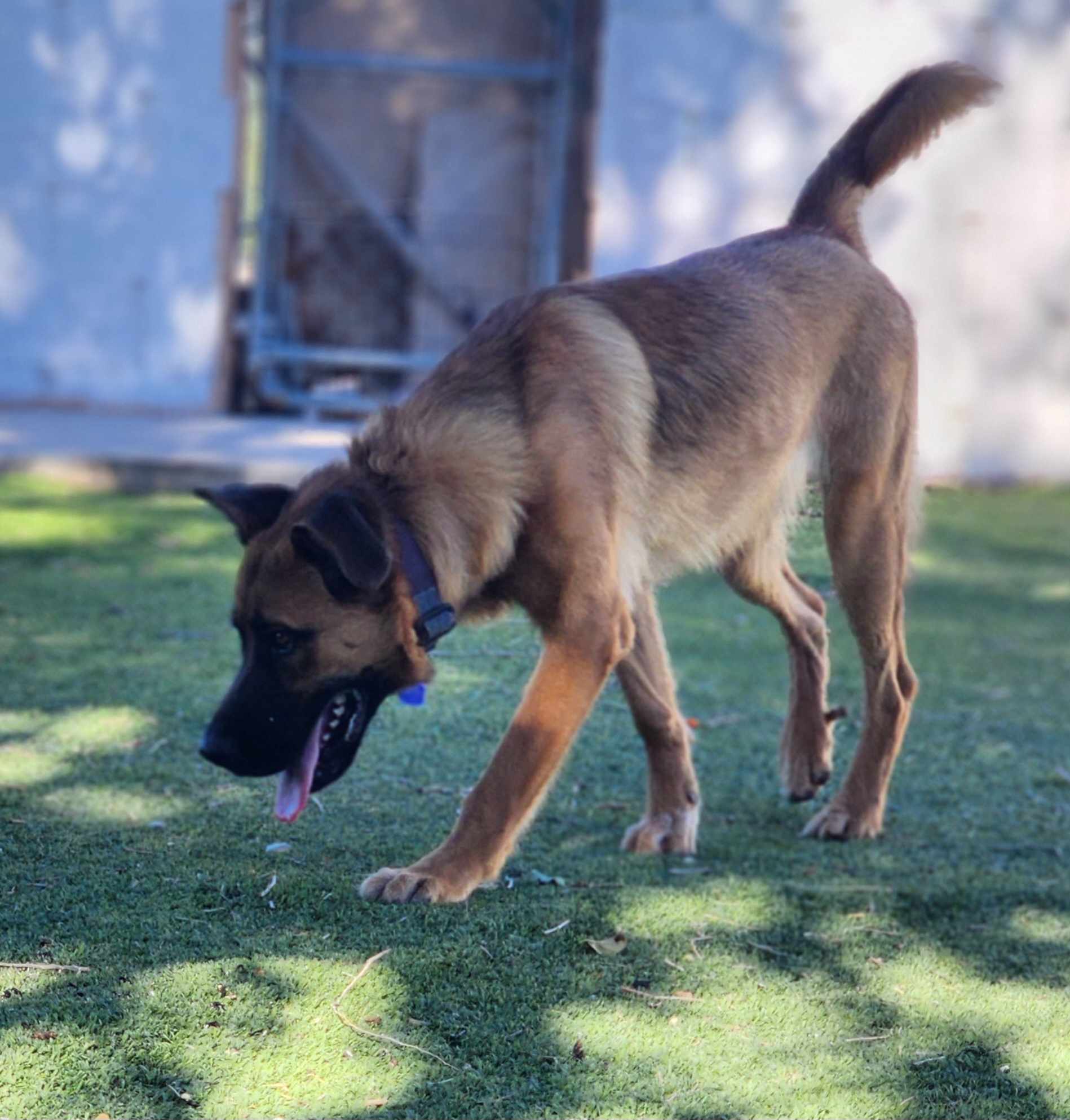 Enlarge Flin, a Adopted mixed breed in Roswell, NM image 2/5