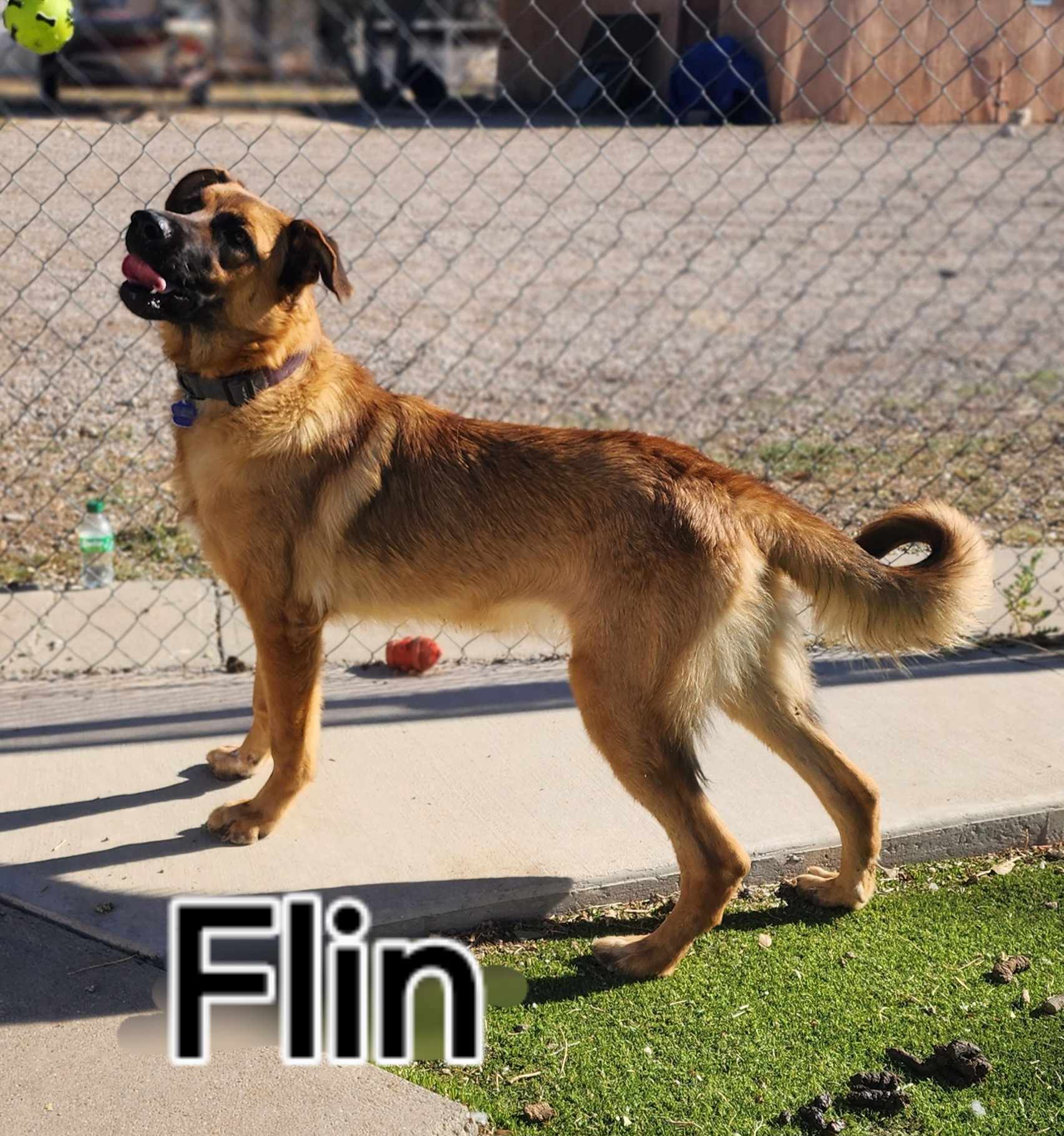 Enlarge Flin, a Adopted mixed breed in Roswell, NM image 3/5