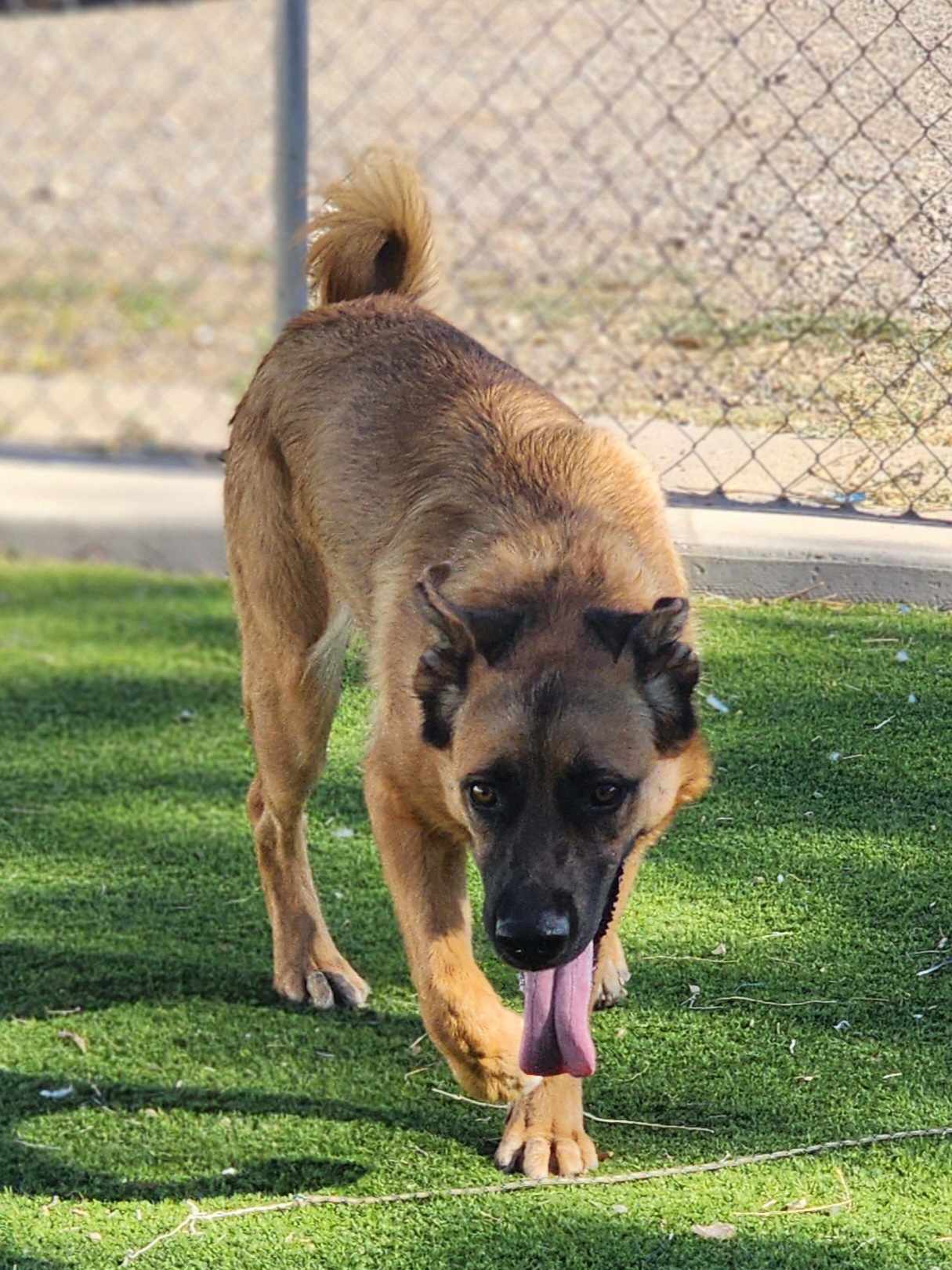 Enlarge Flin, a Adopted mixed breed in Roswell, NM image 4/5
